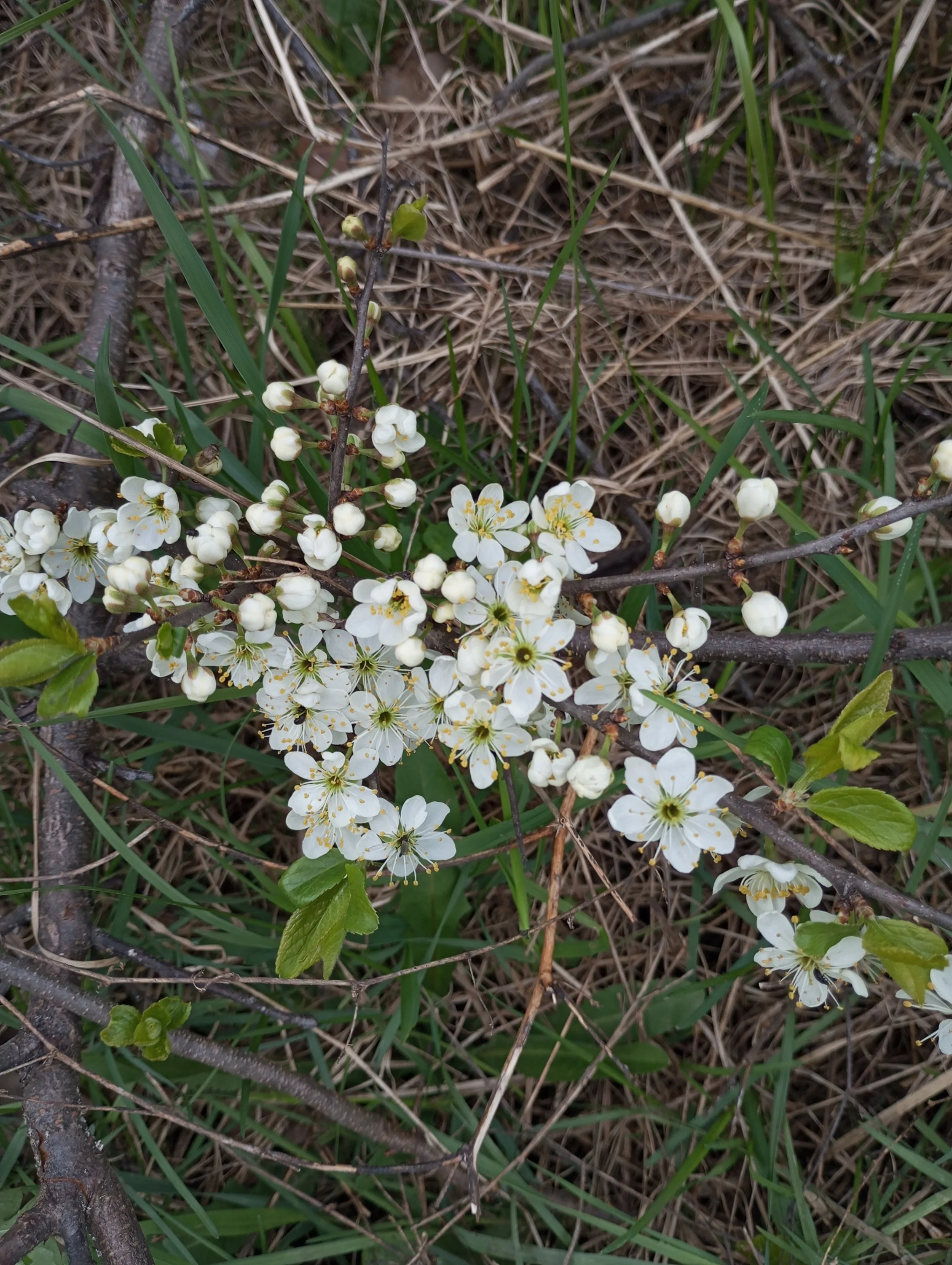 2024-04-21 16-12-14.webp