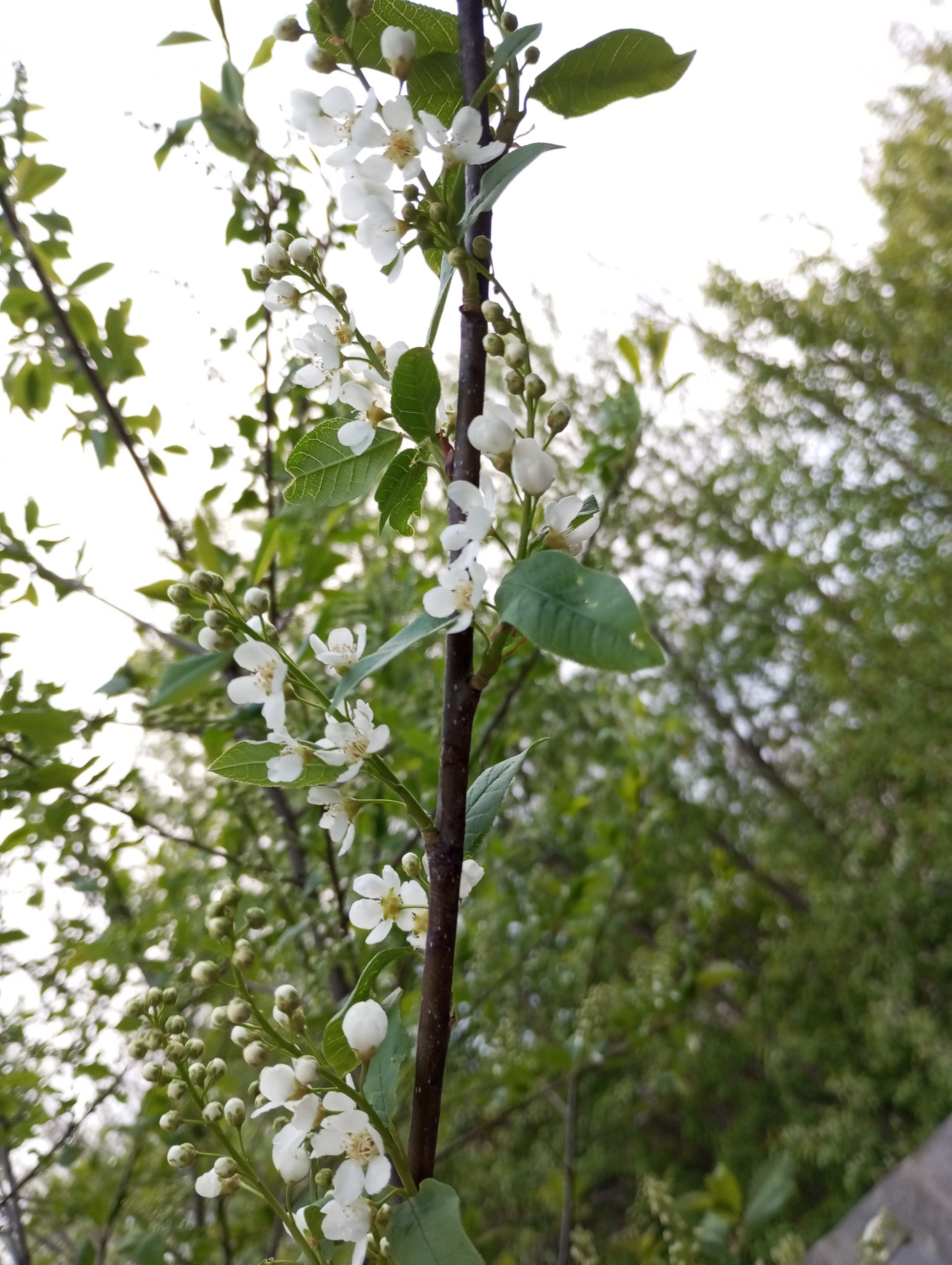 2024-04-21 19-06-29.JPG