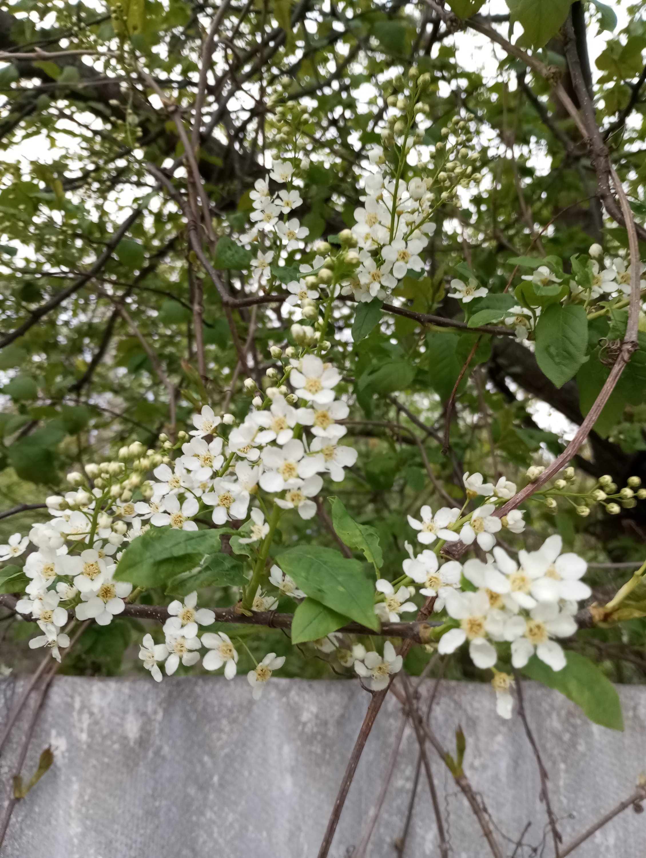 2024-04-21 19-07-01.JPG