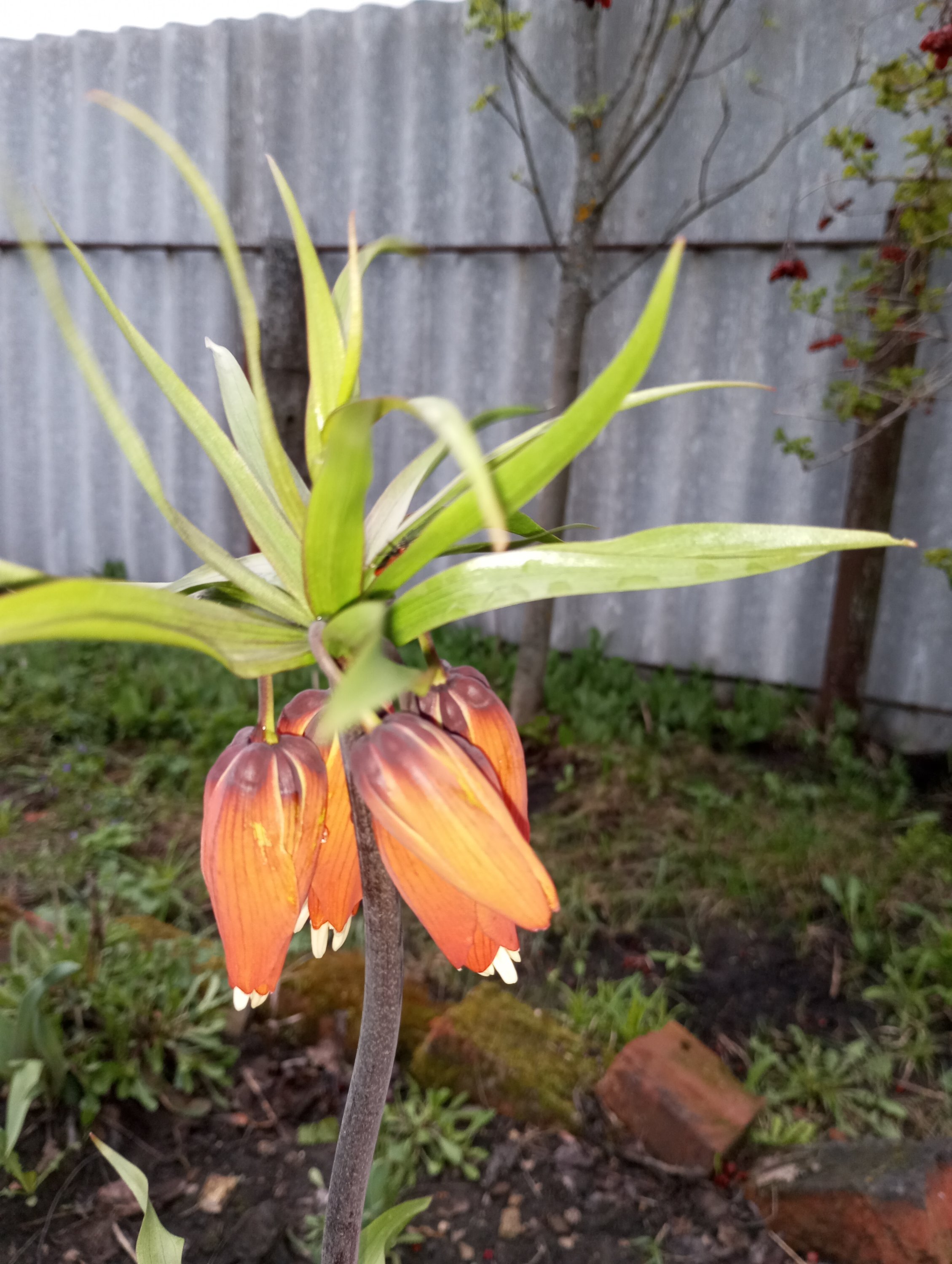 2024-04-21 19-09-48.JPG