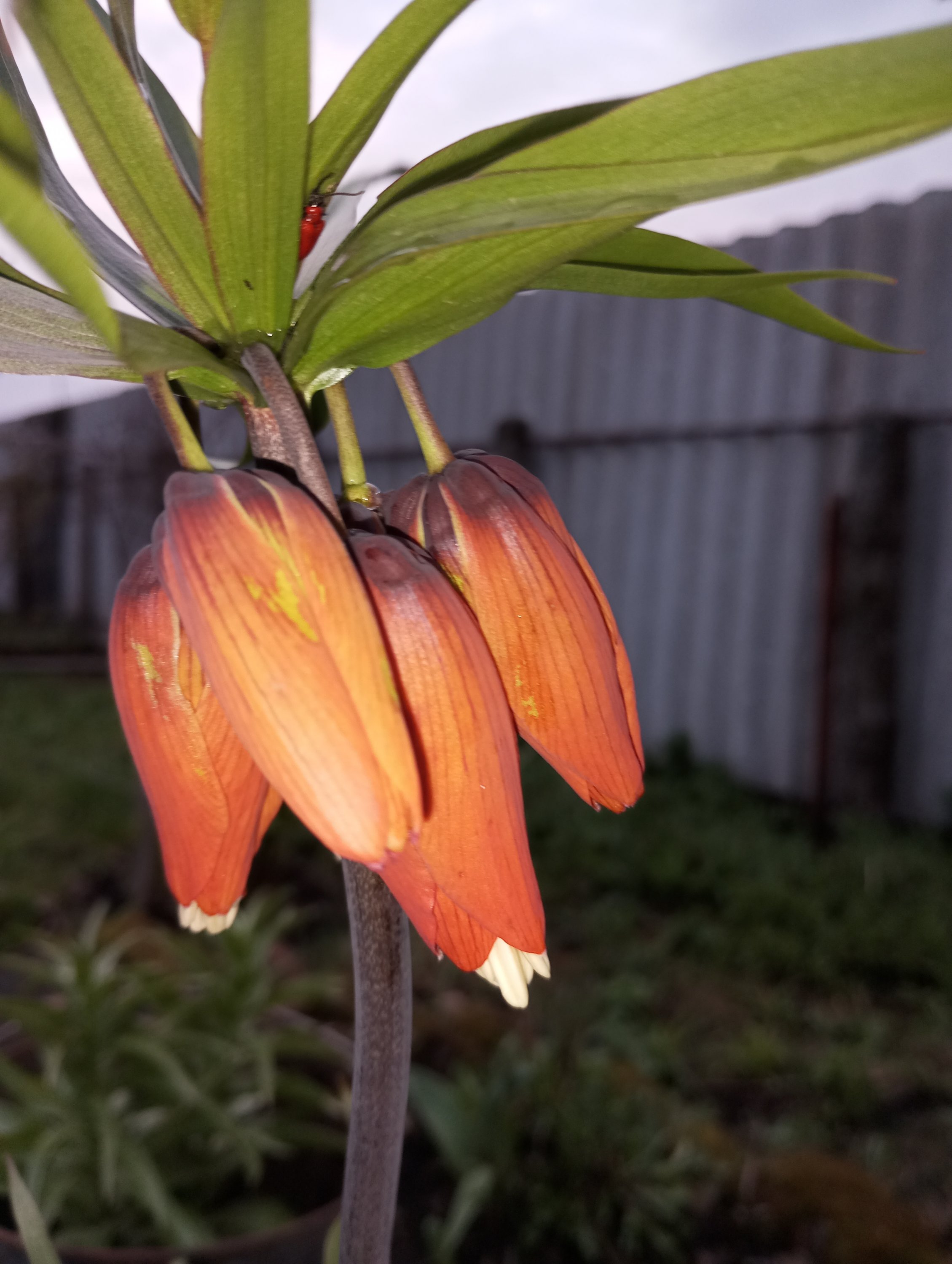 2024-04-21 19-09-56.JPG