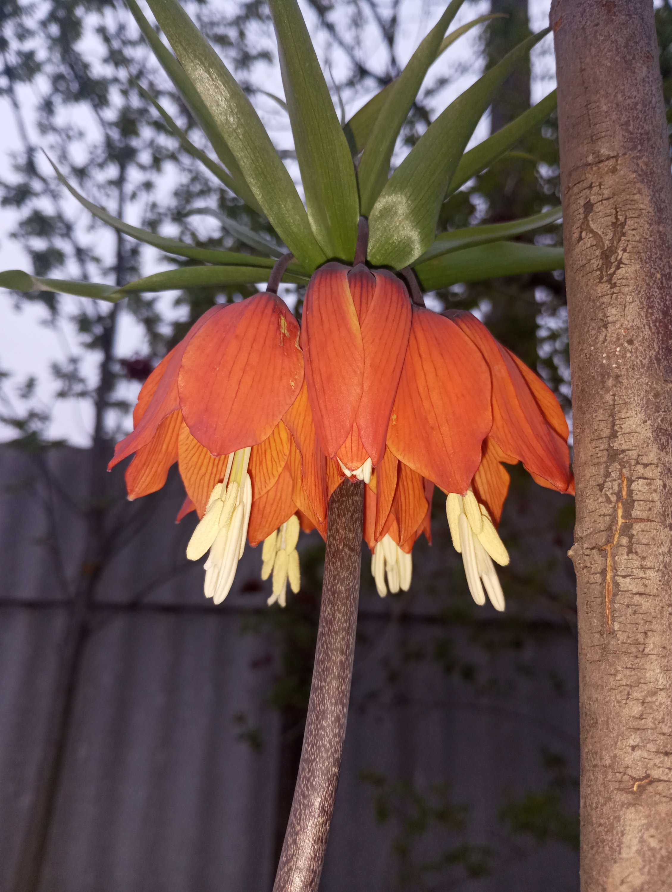 2024-04-24 18-56-00.JPG