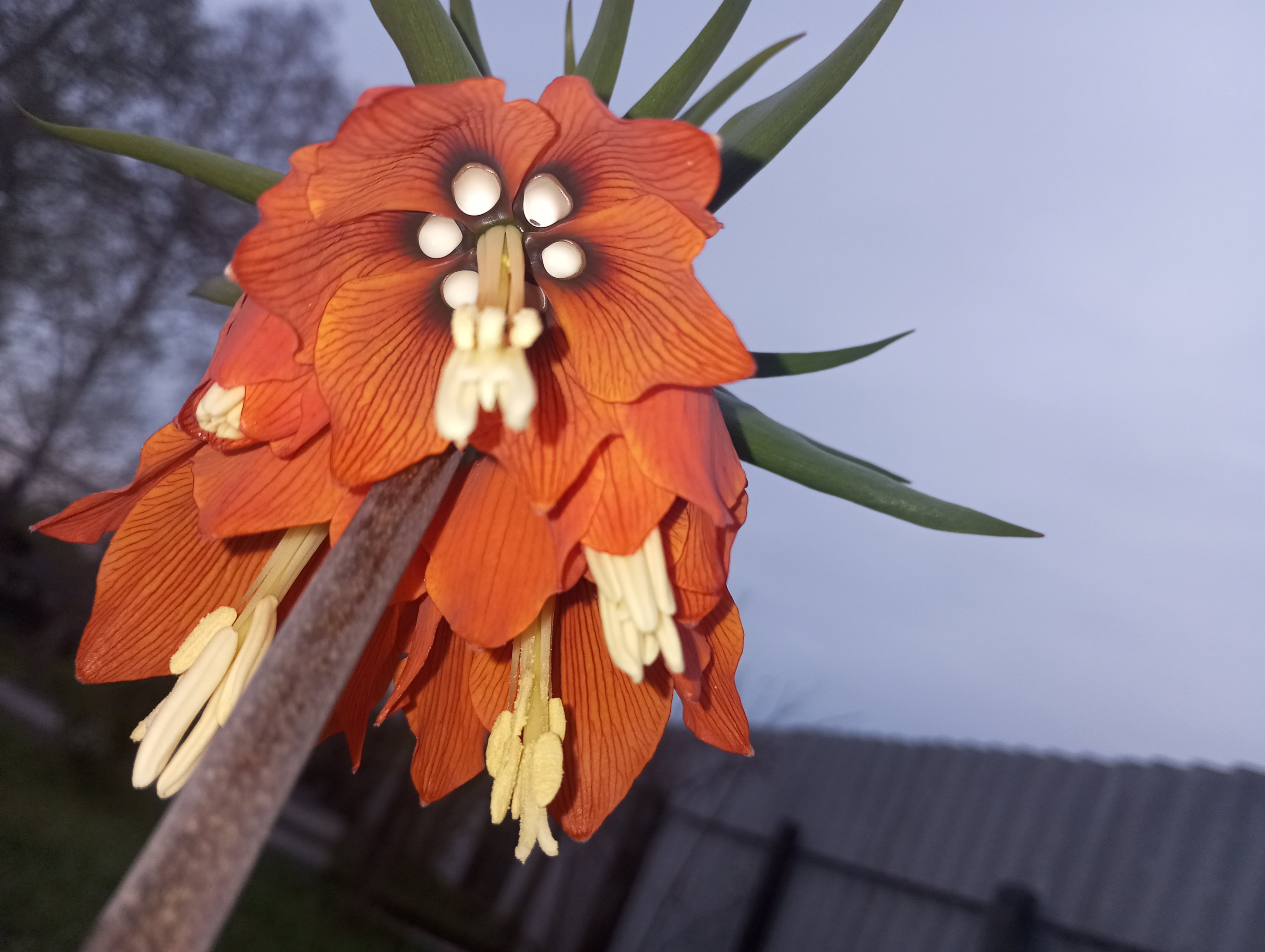 2024-04-24 18-56-13.JPG