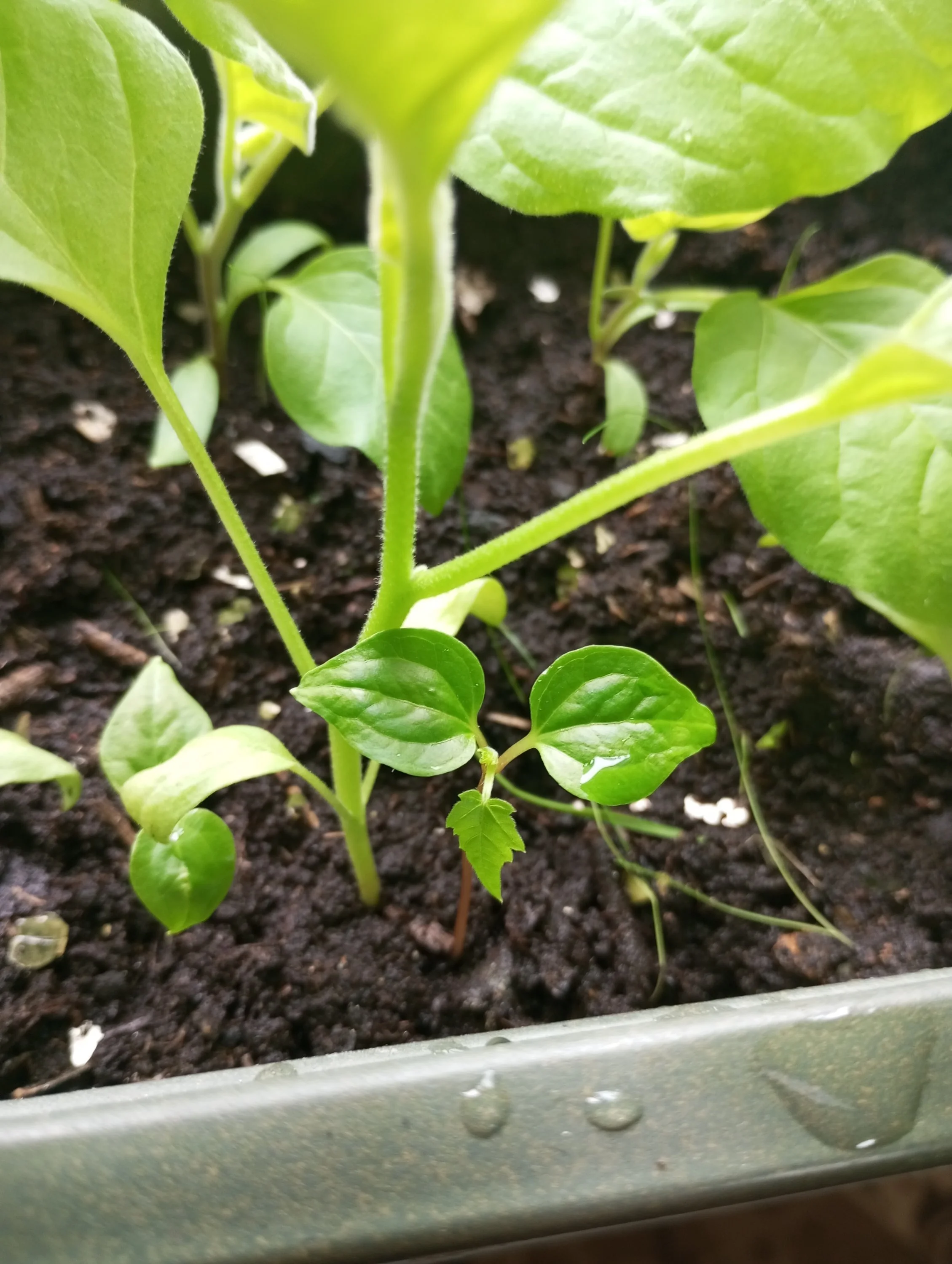 2024-04-26 12-15-40.webp