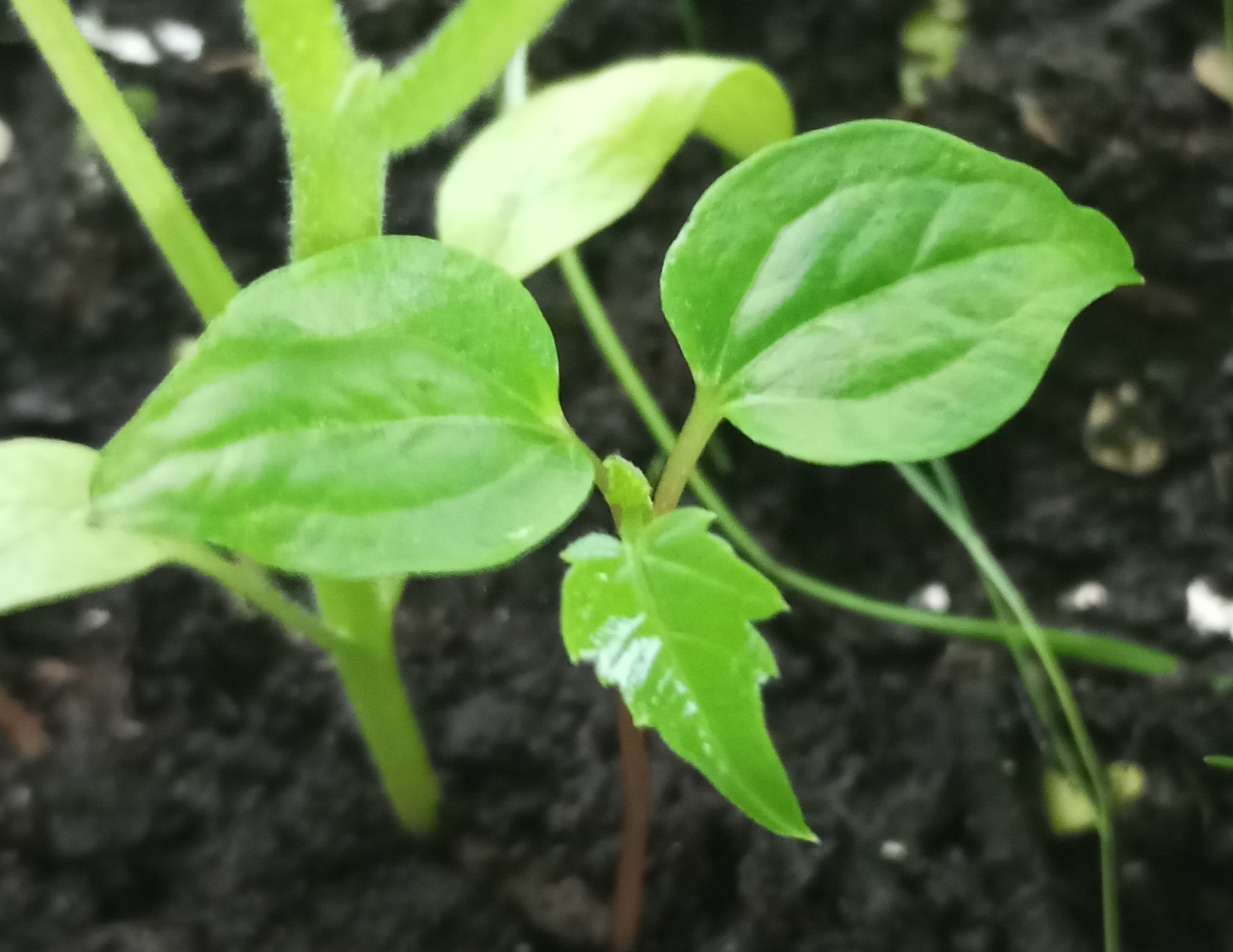 2024-04-26 17-31-09.JPG