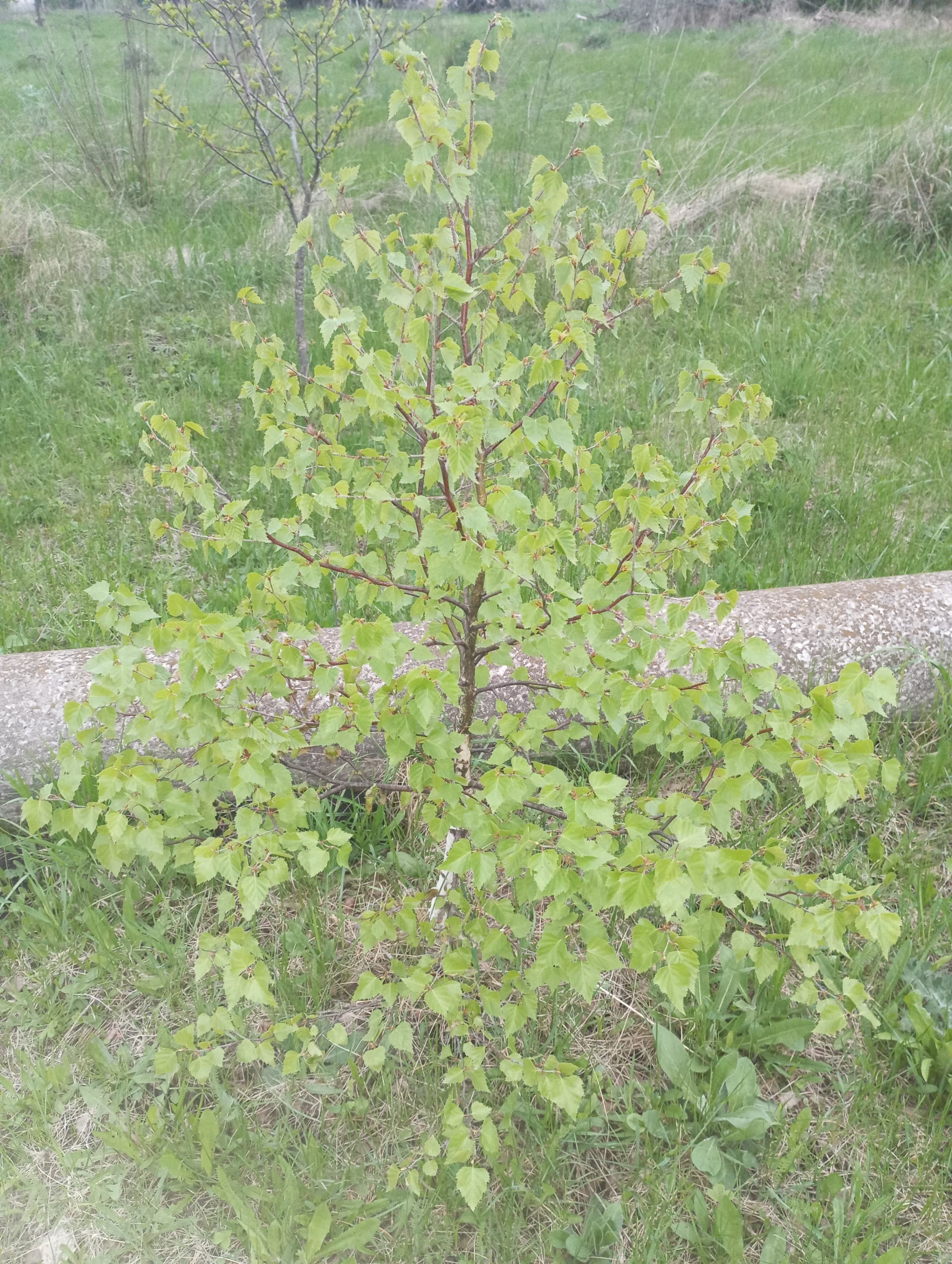 2024-04-27 19-12-05.JPG