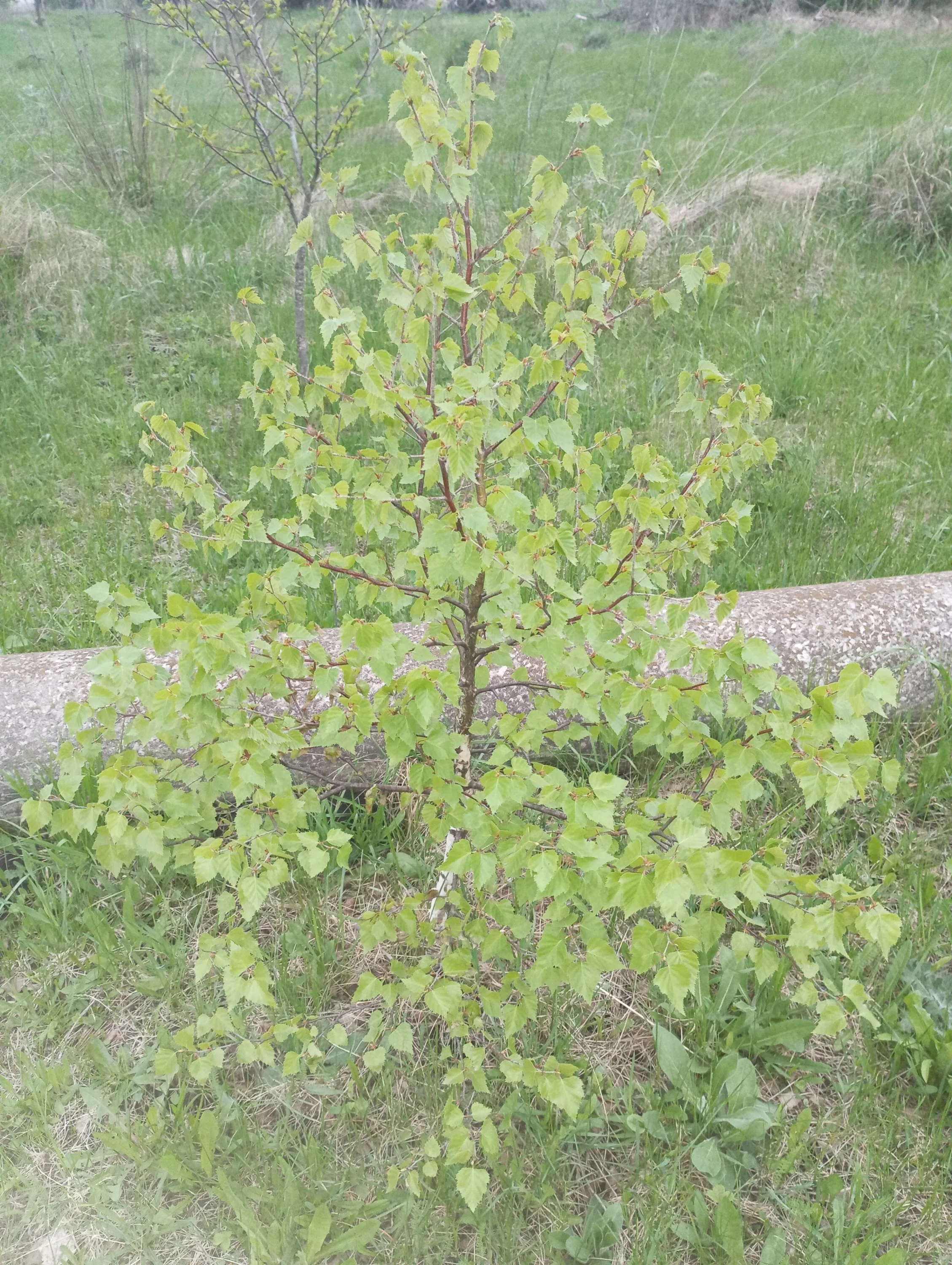 2024-04-27 19-12-05.webp