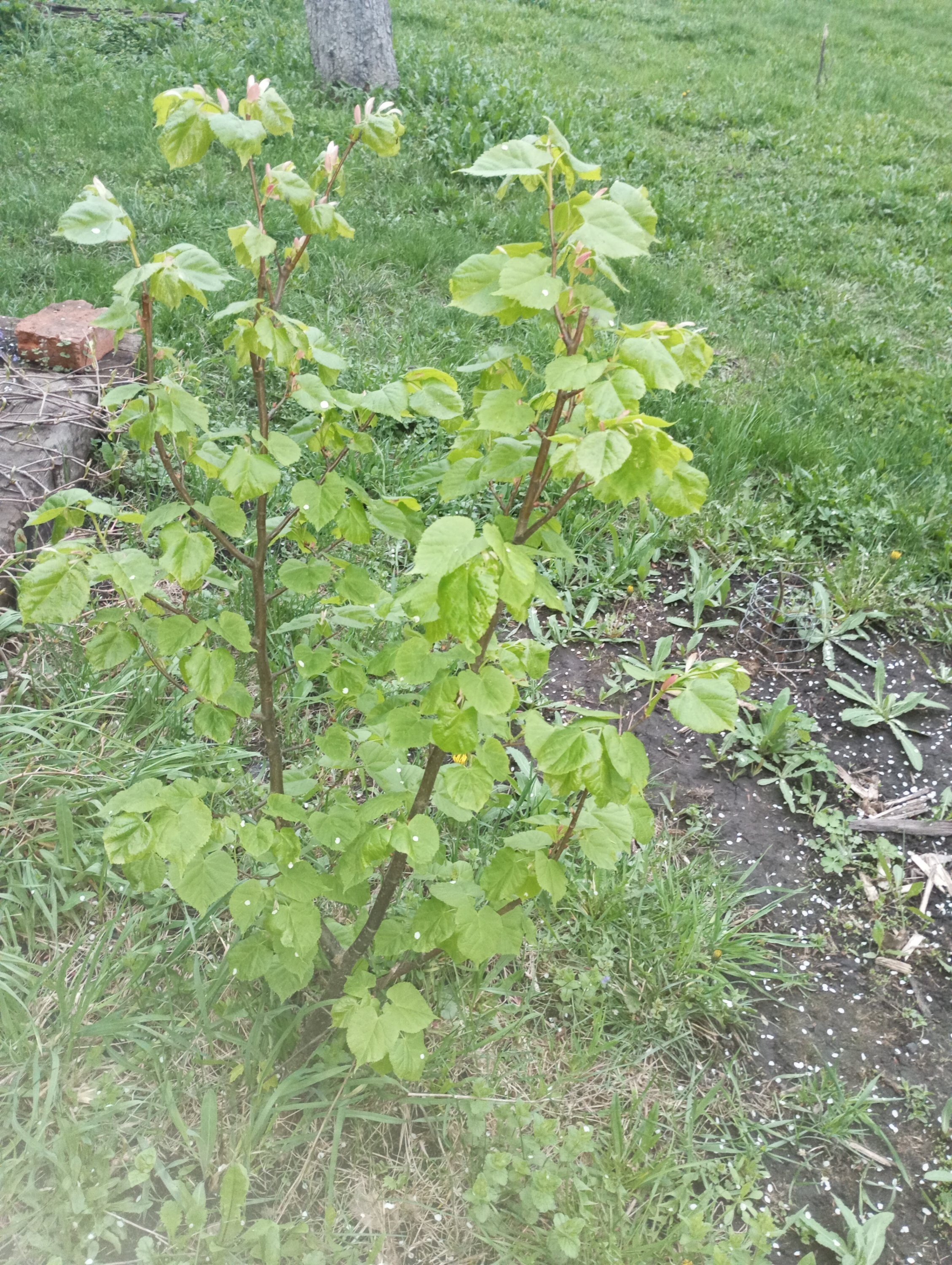 2024-04-27 19-17-56.JPG