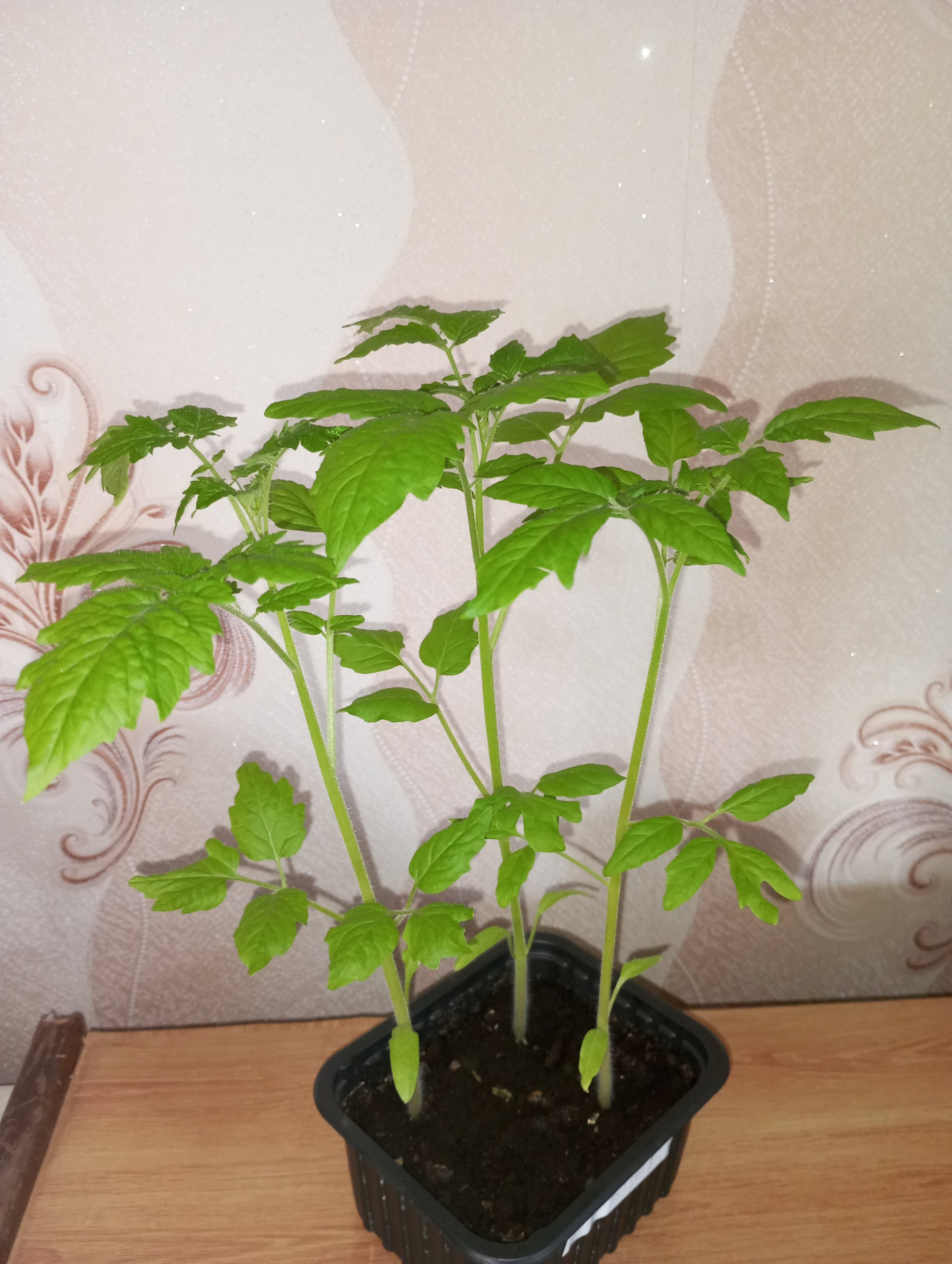 2024-05-02 17-30-41.JPG