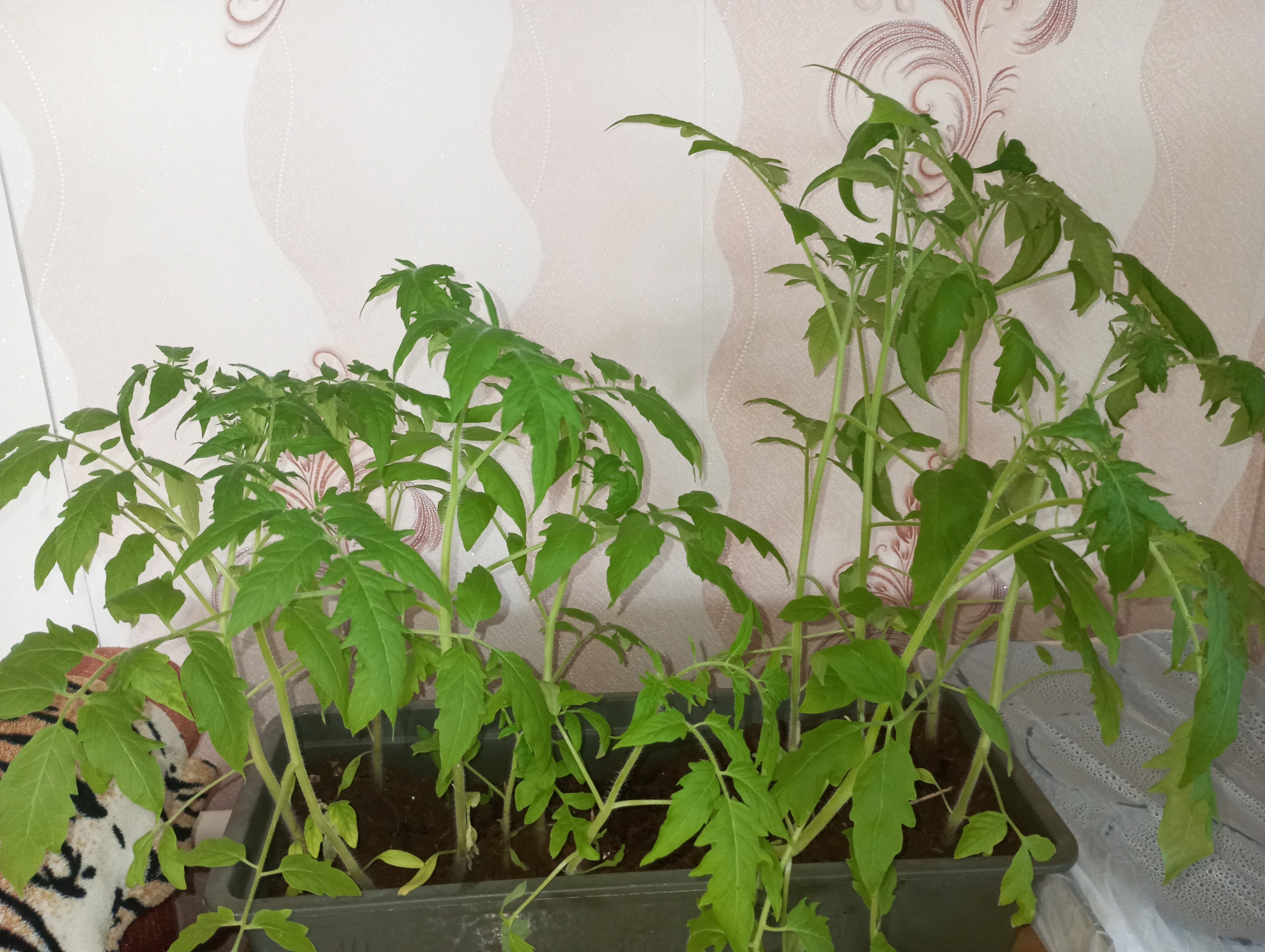 2024-05-02 17-32-05.JPG