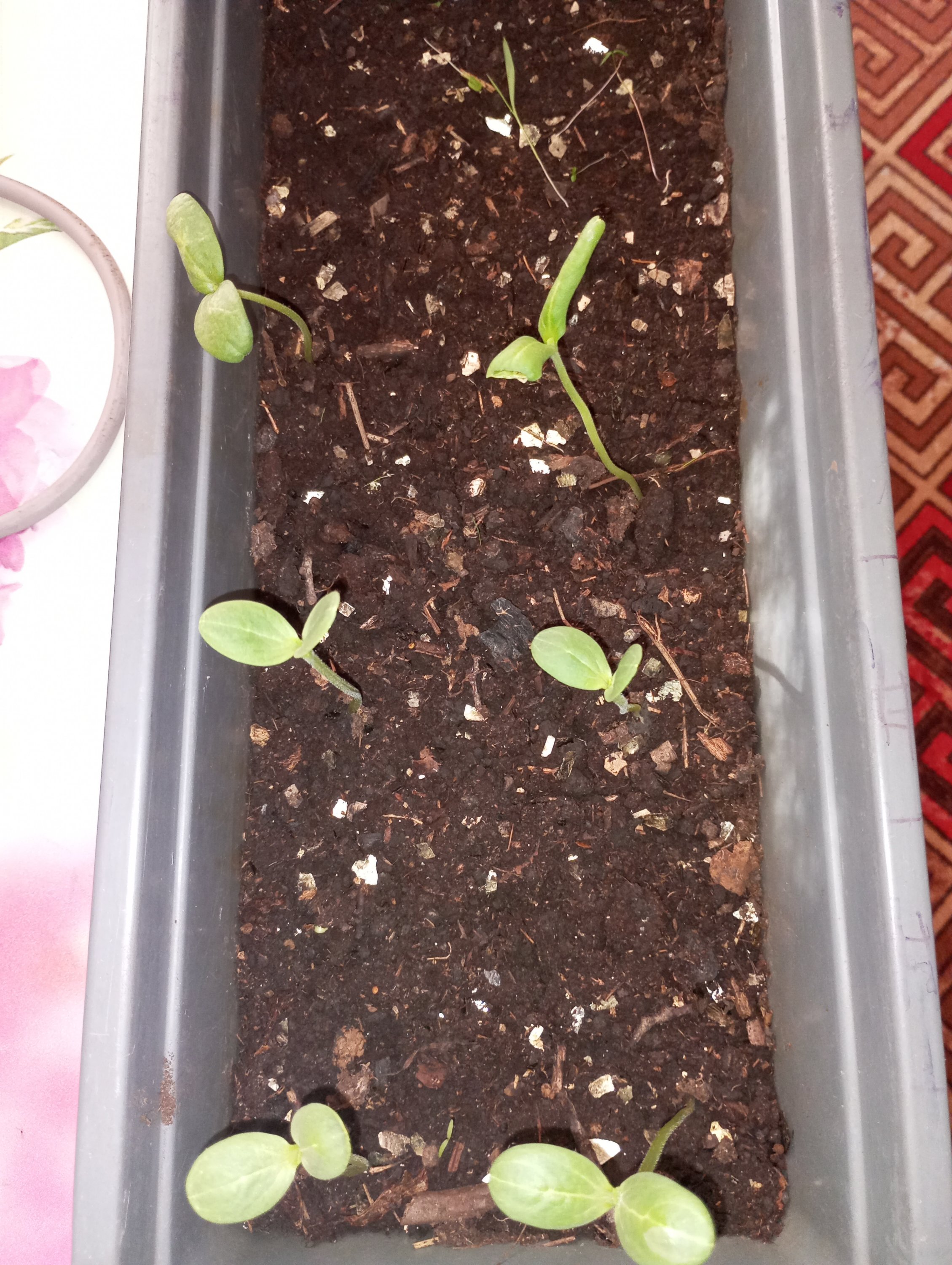 2024-05-02 17-32-48.JPG