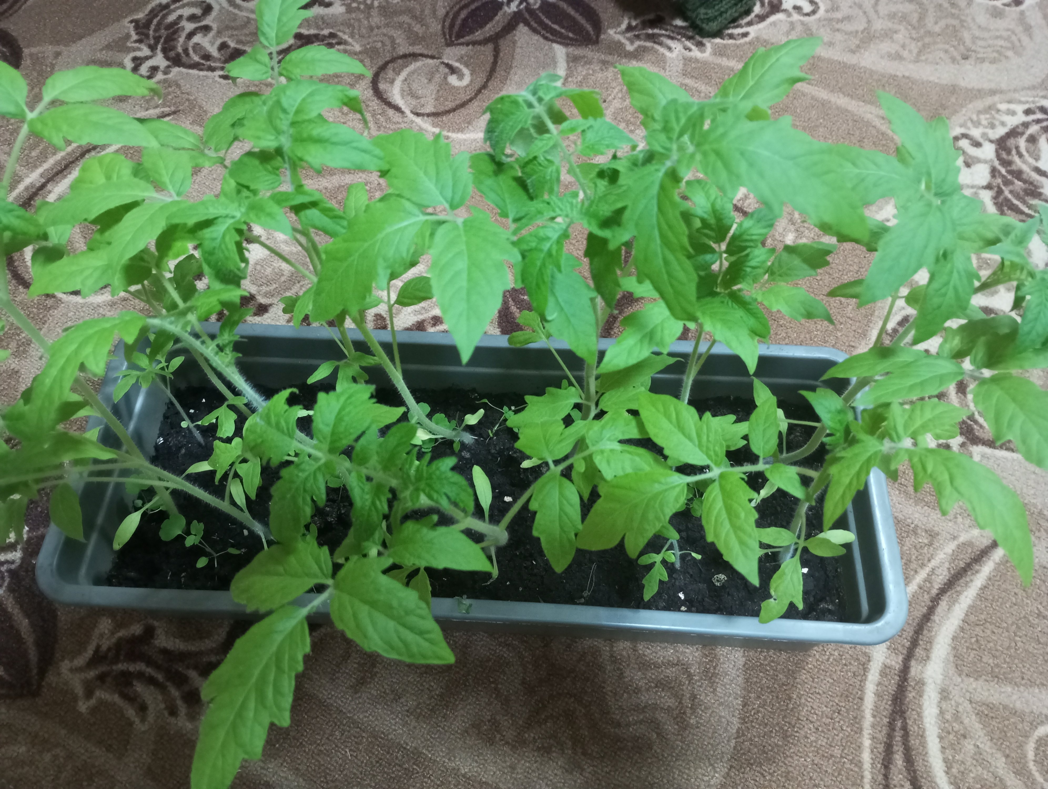 2024-05-02 19-23-29.JPG