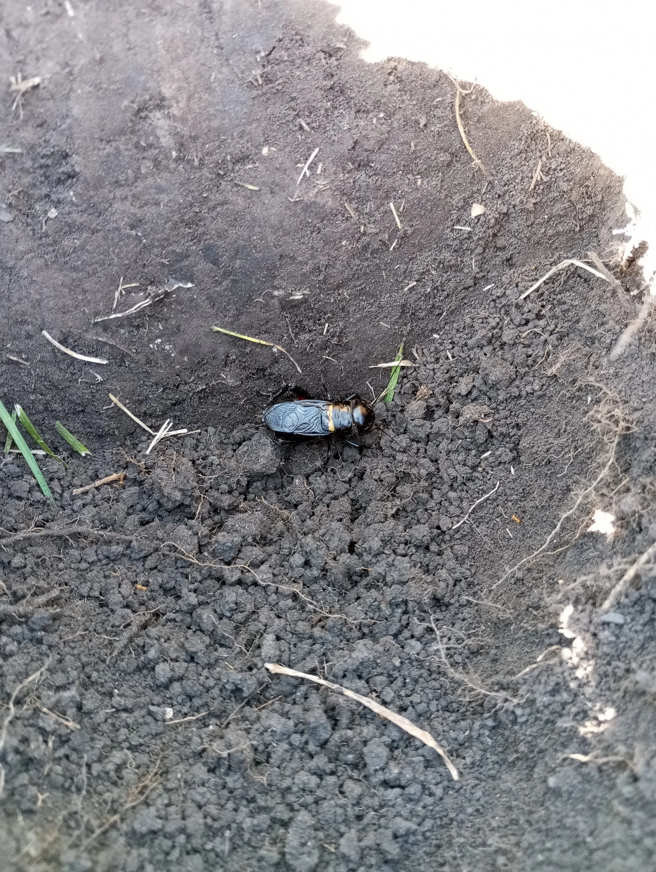 2024-05-23 16-52-00.webp