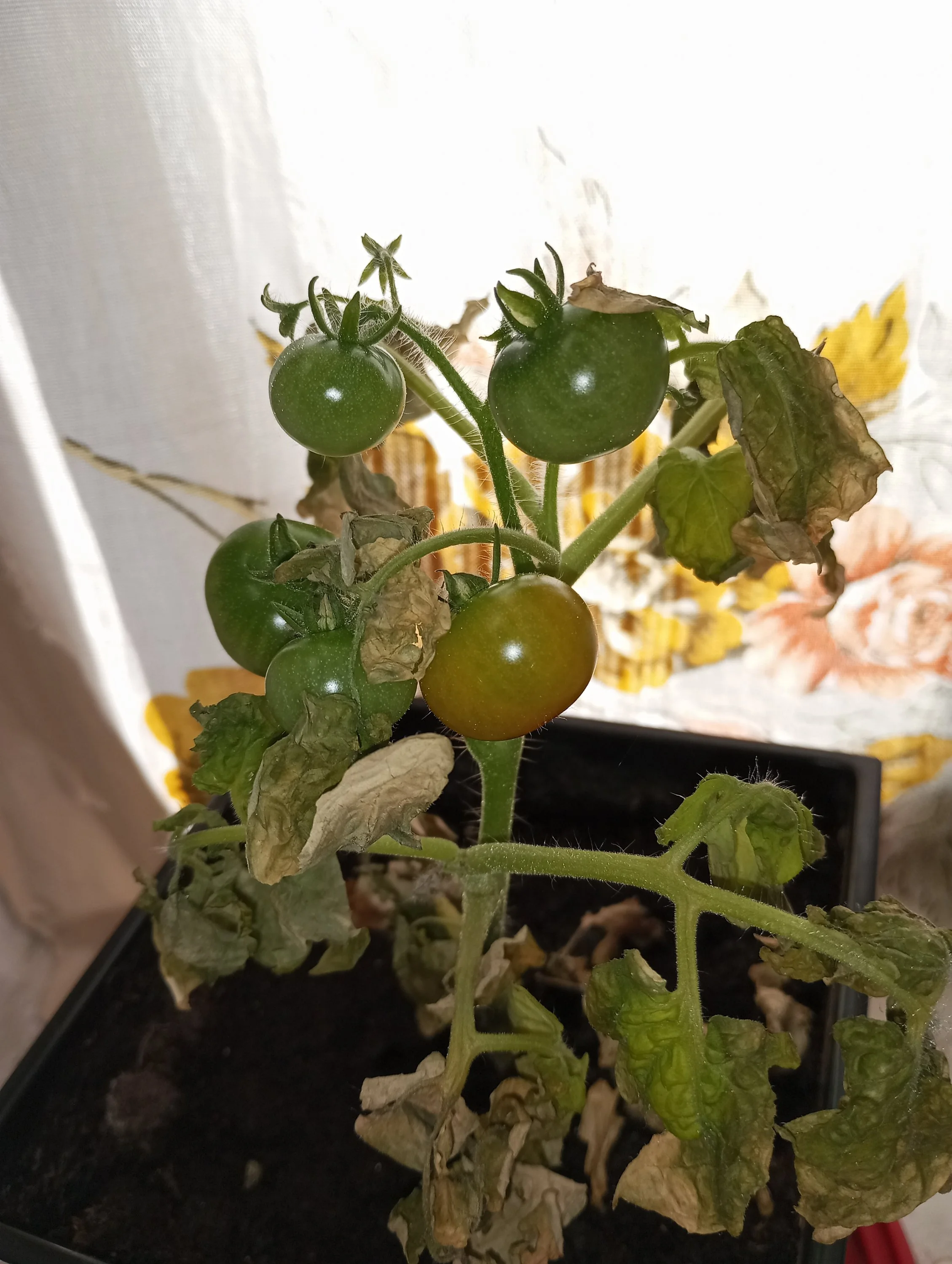 2024-05-23 17-54-10.webp