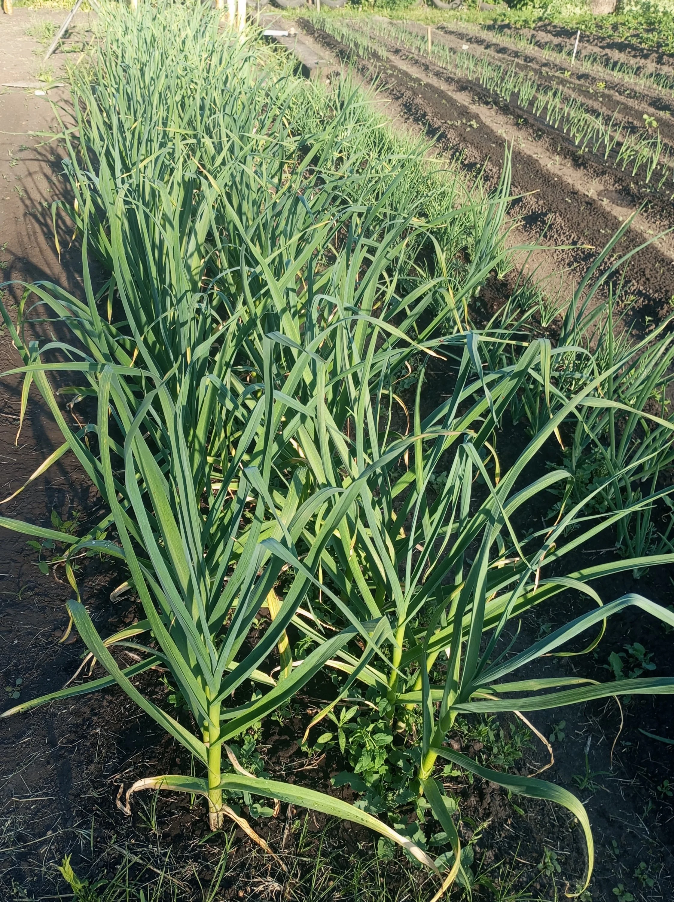 2024-05-29 18-40-50.webp