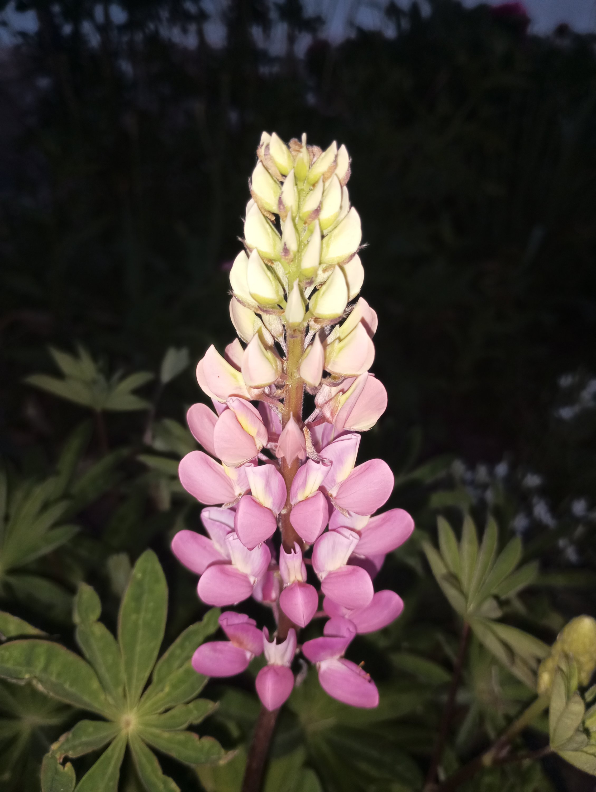 2024-05-29 20-49-33.JPG