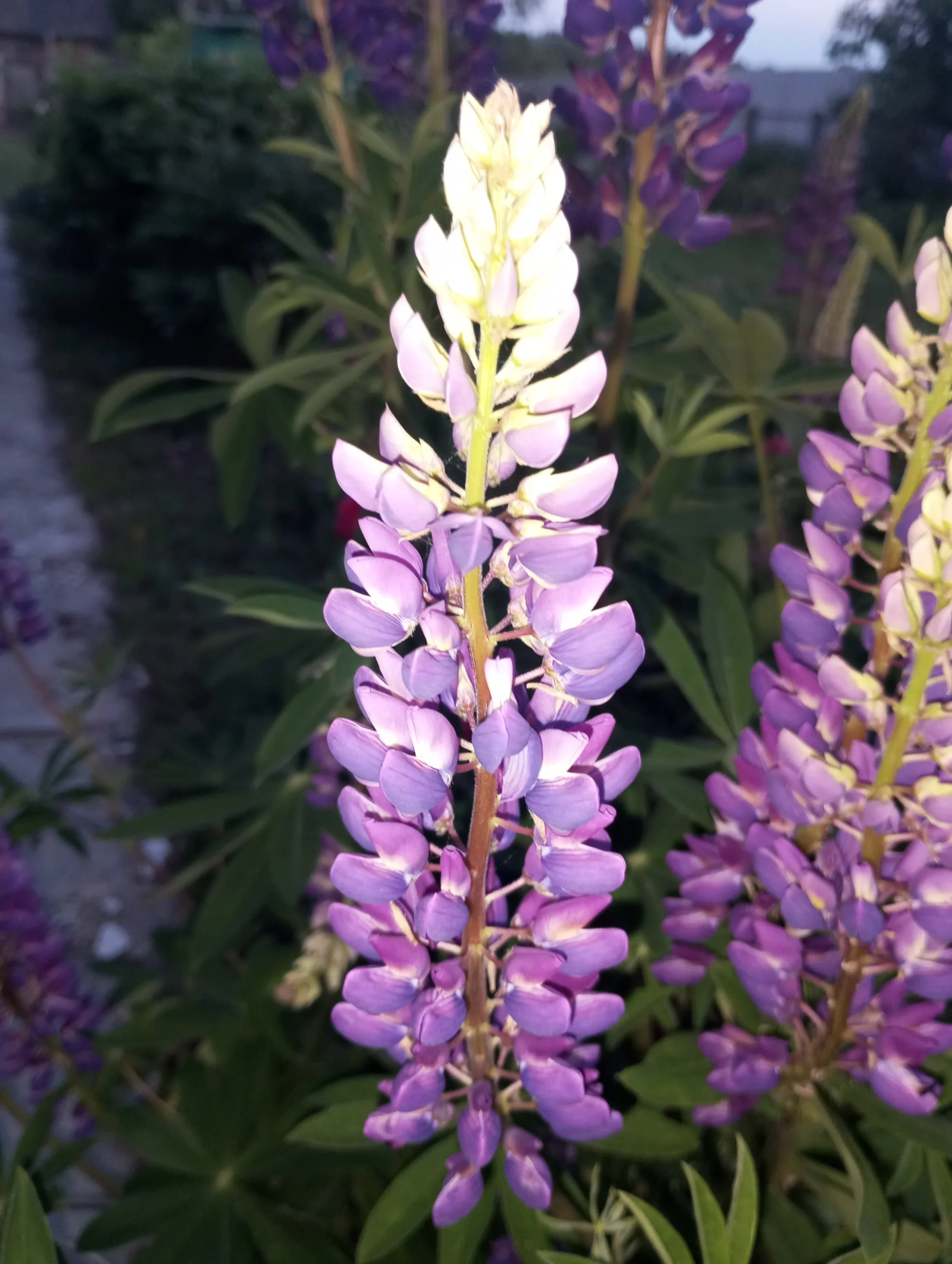 2024-05-29 20-49-59.webp