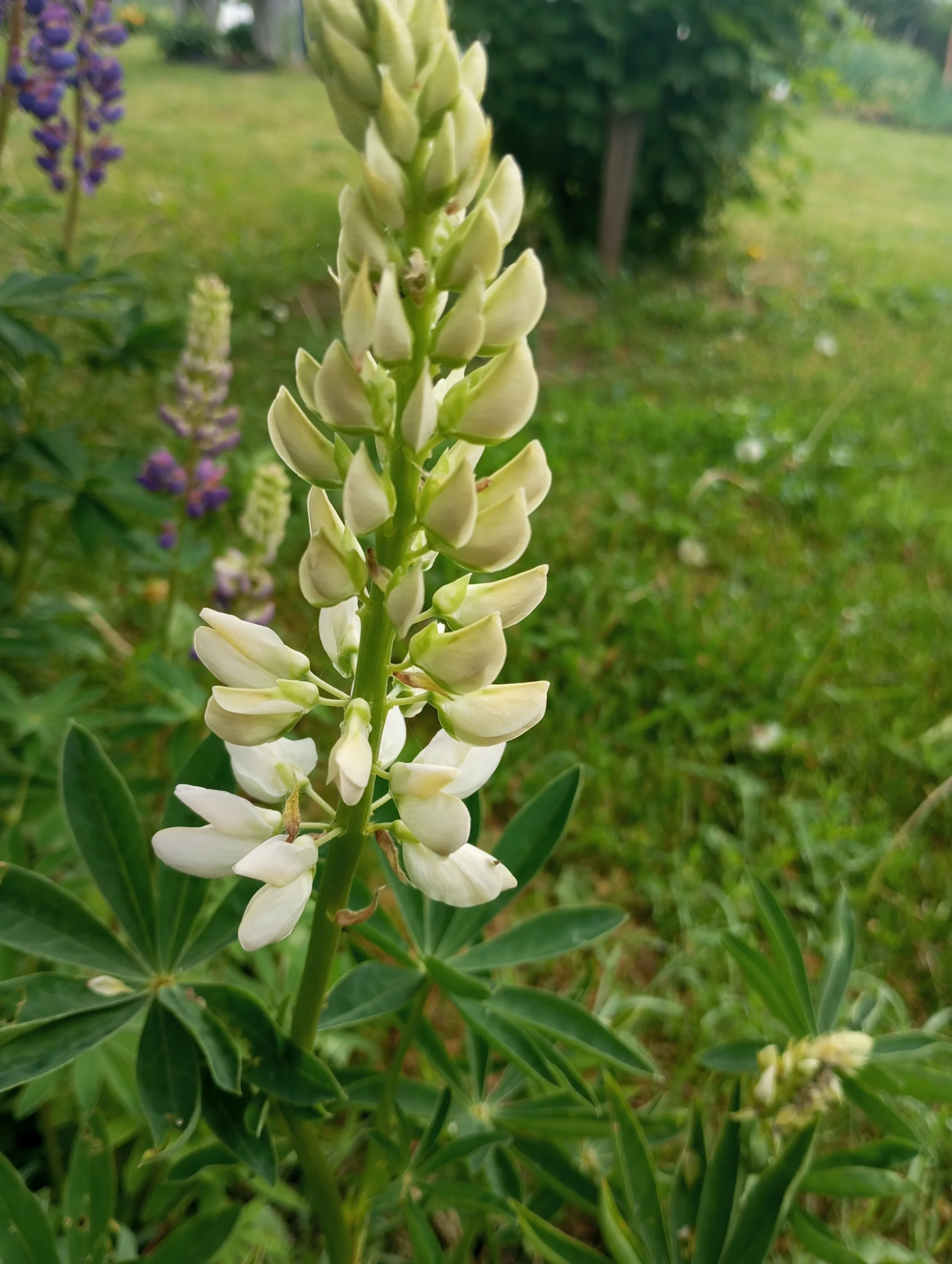 2024-06-01 09-35-18.webp