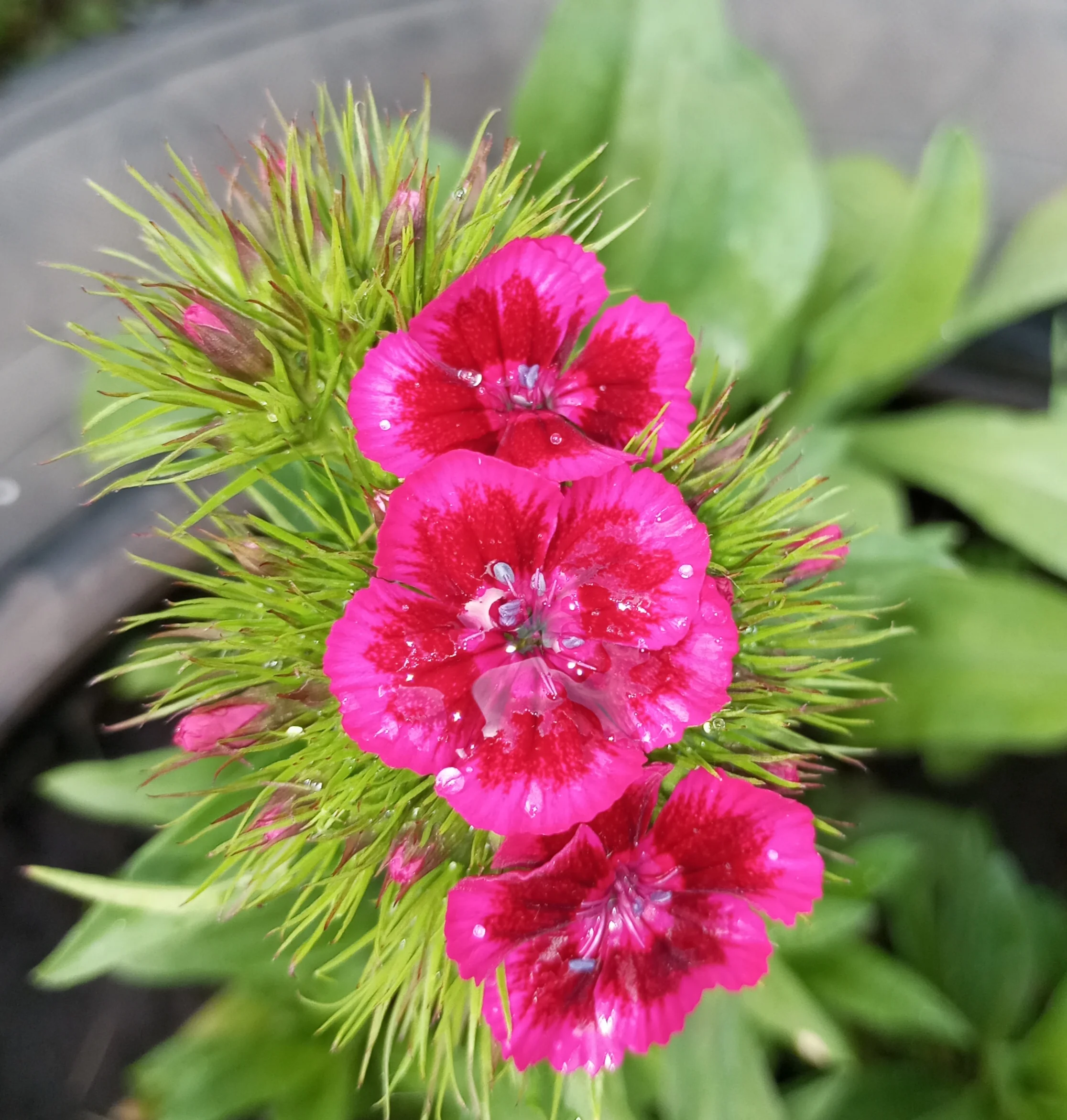 2024-06-01 17-20-42_1717251816.webp