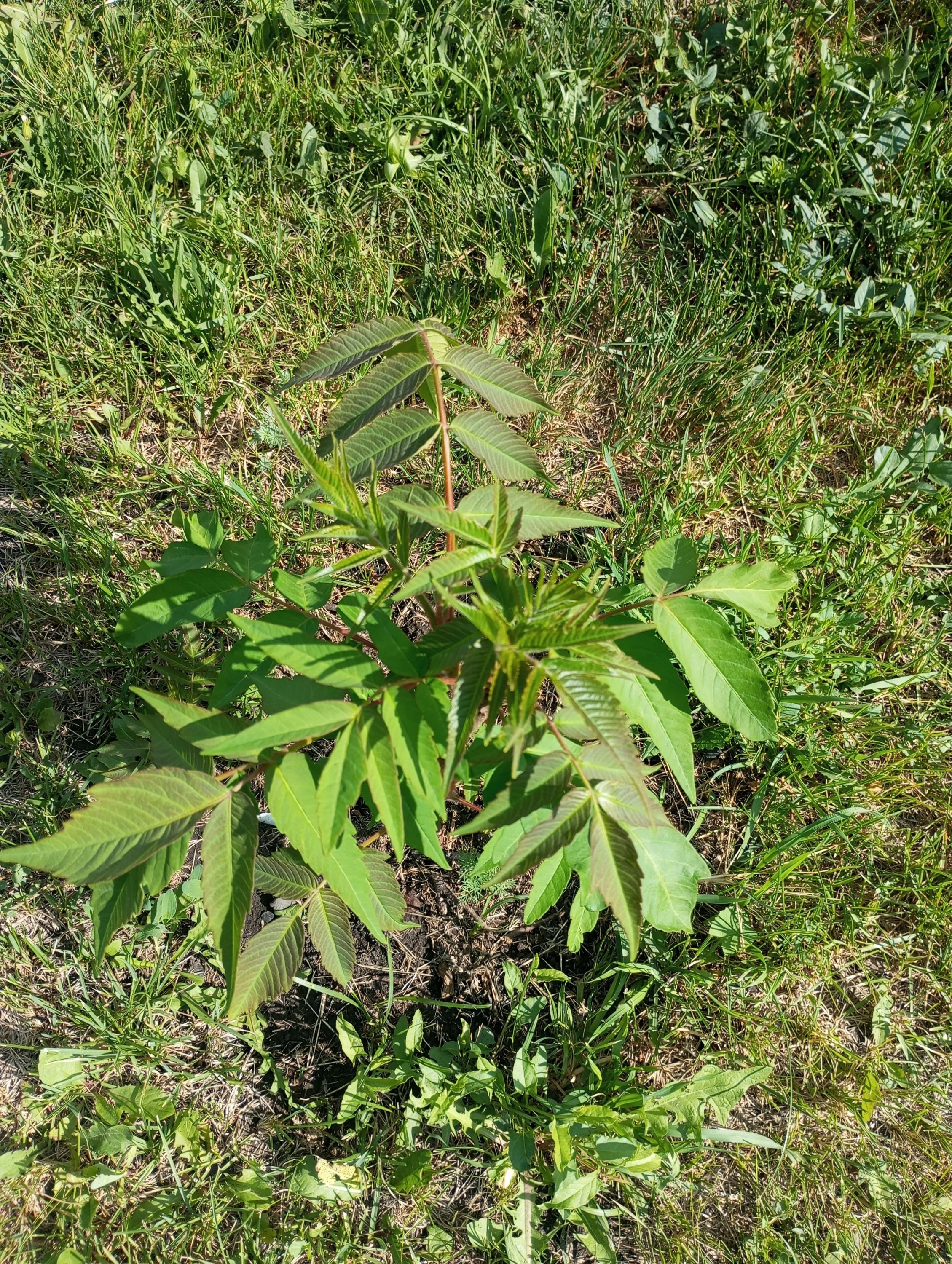 2024-06-03 16-17-01.webp