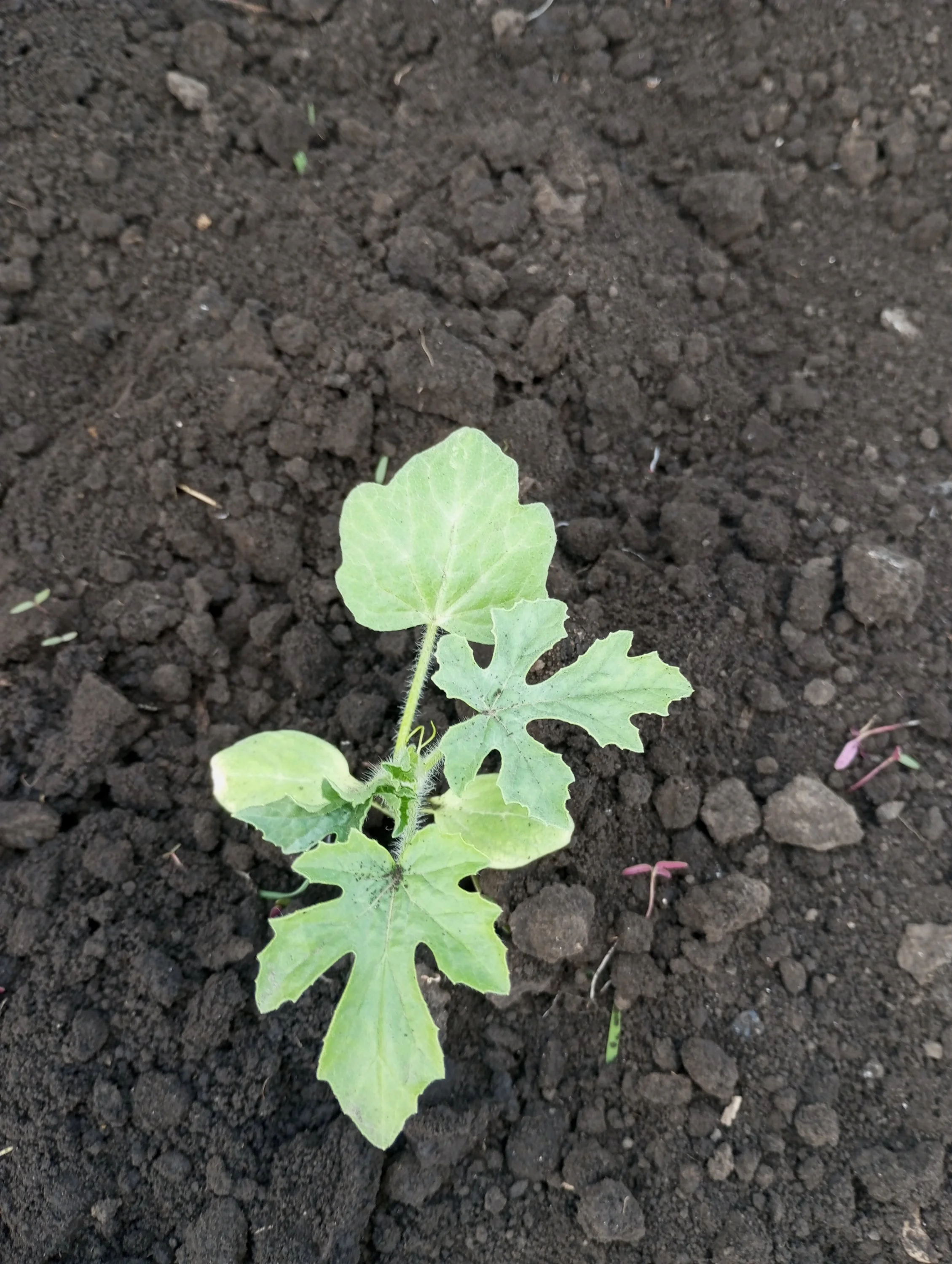 2024-06-03 16-22-19.webp