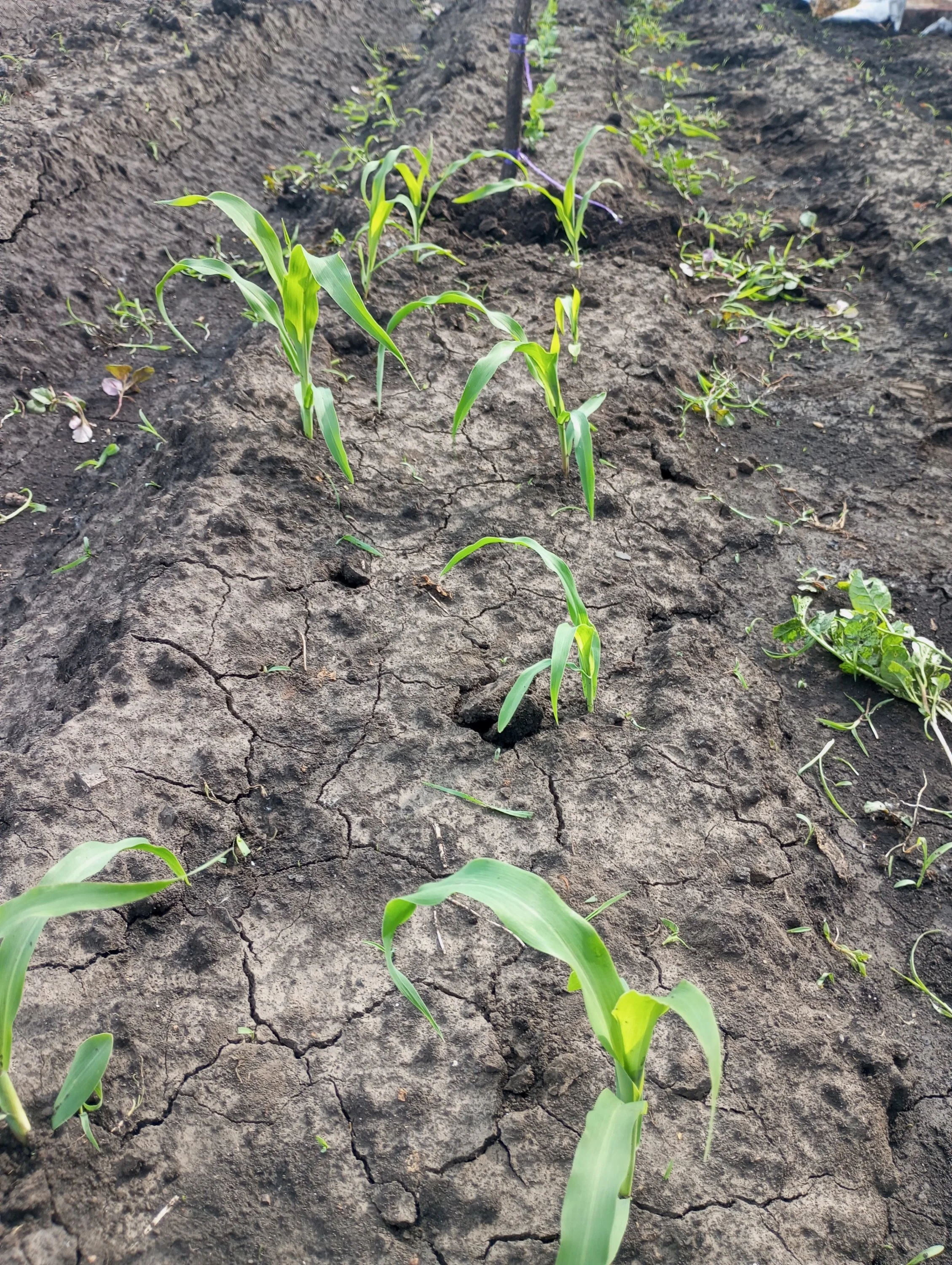 2024-06-03 16-39-16.webp