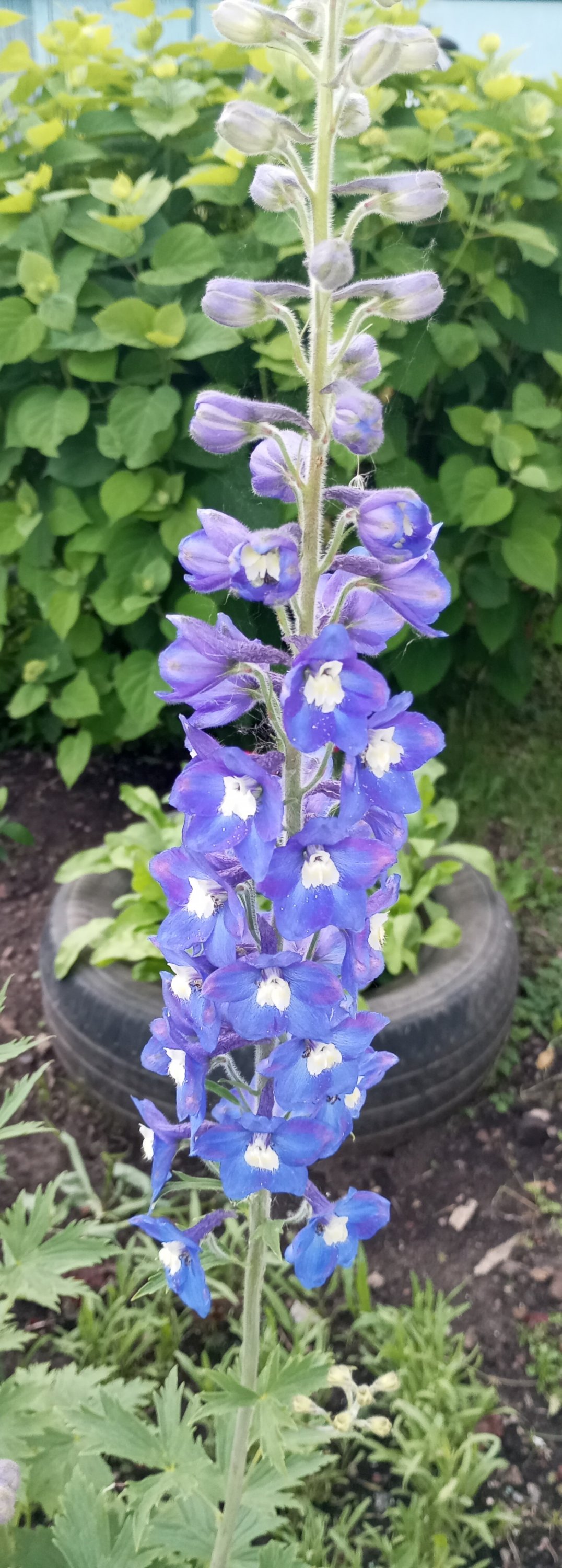 2024-06-09 19-30-18.JPG