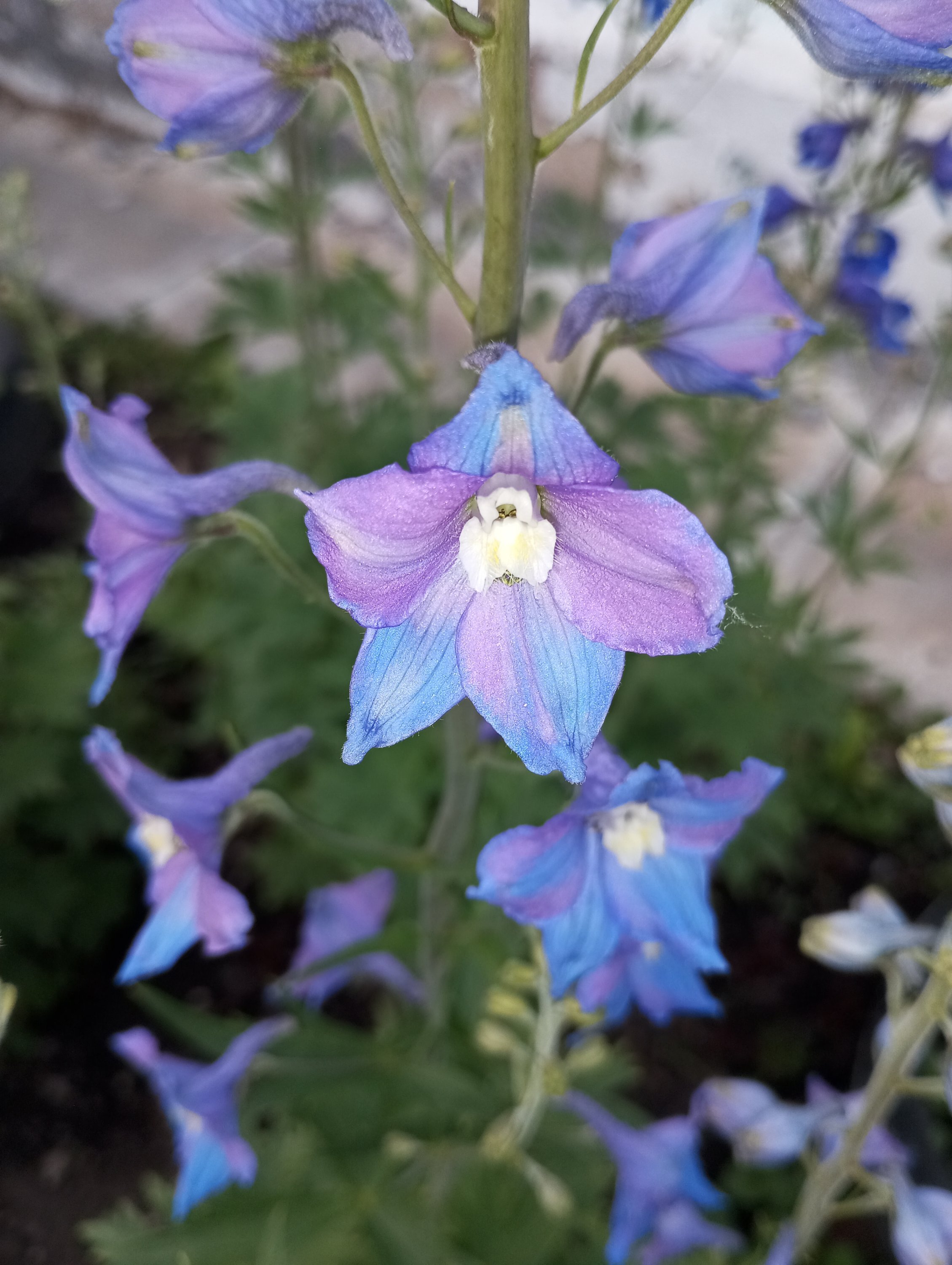 2024-06-09 19-30-27.JPG