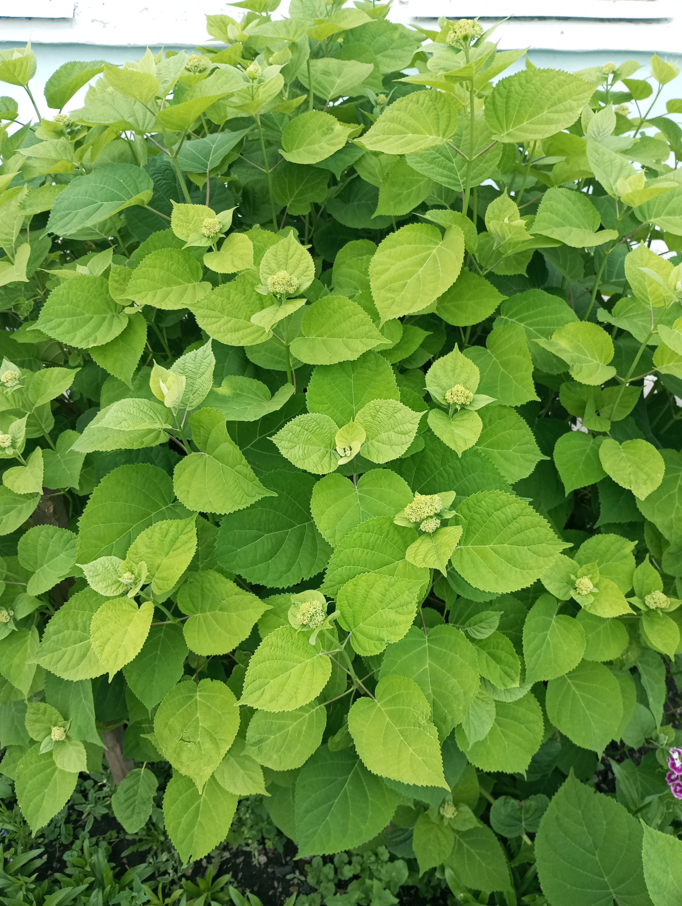 2024-06-09 19-30-44.JPG