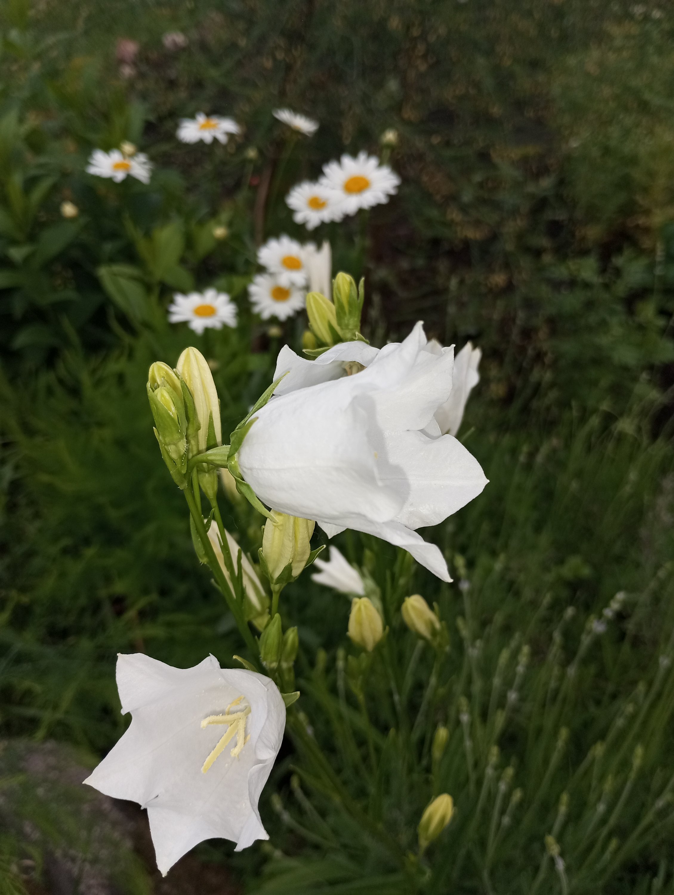 2024-06-09 19-31-22.JPG