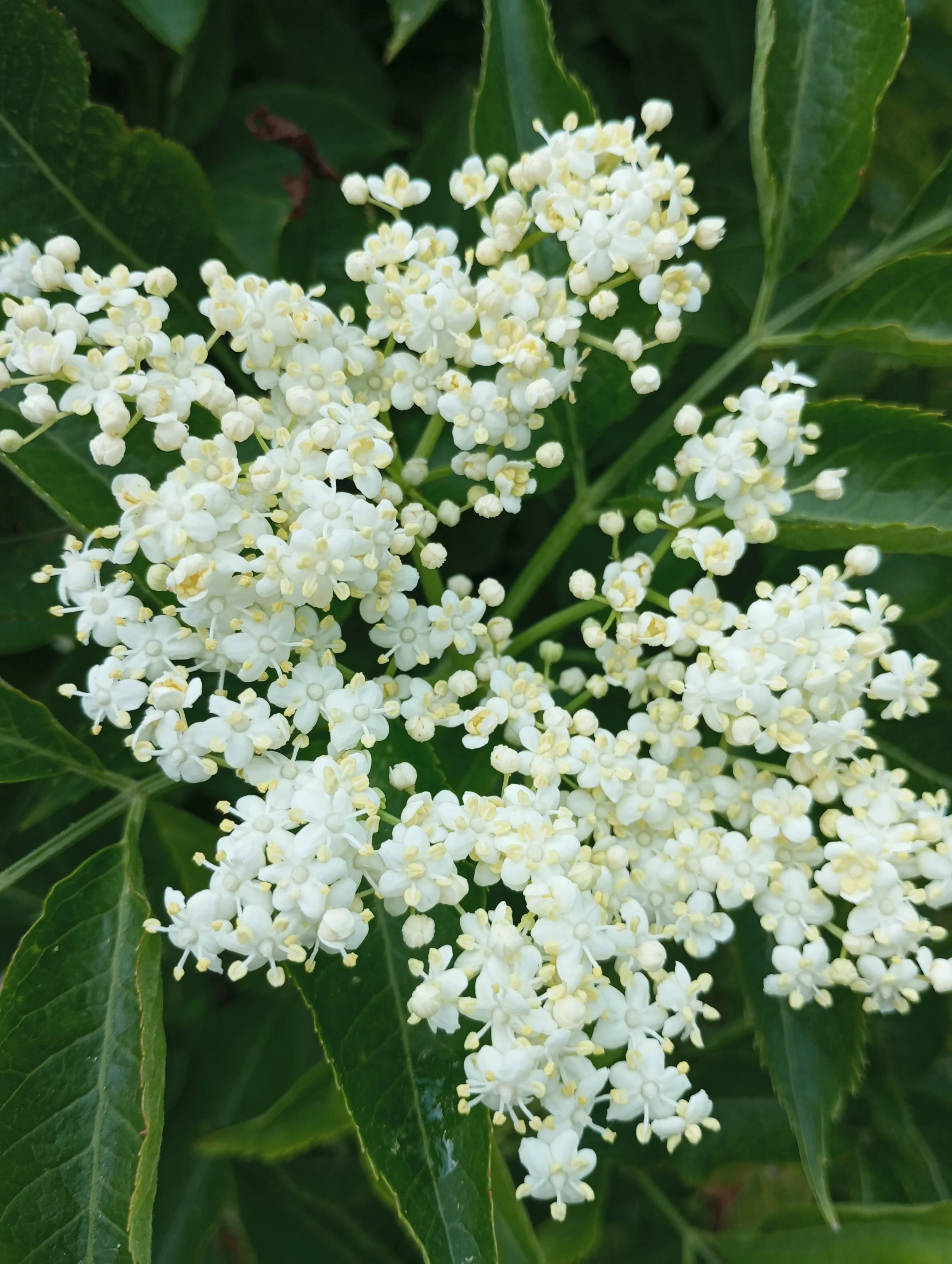 2024-06-11 14-46-37.webp