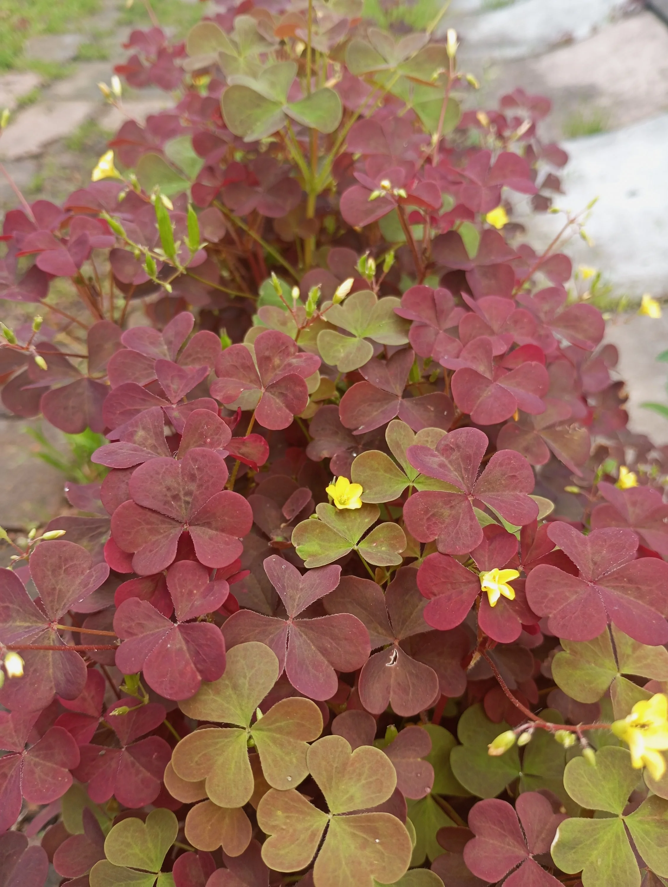 2024-06-16 12-27-56.webp