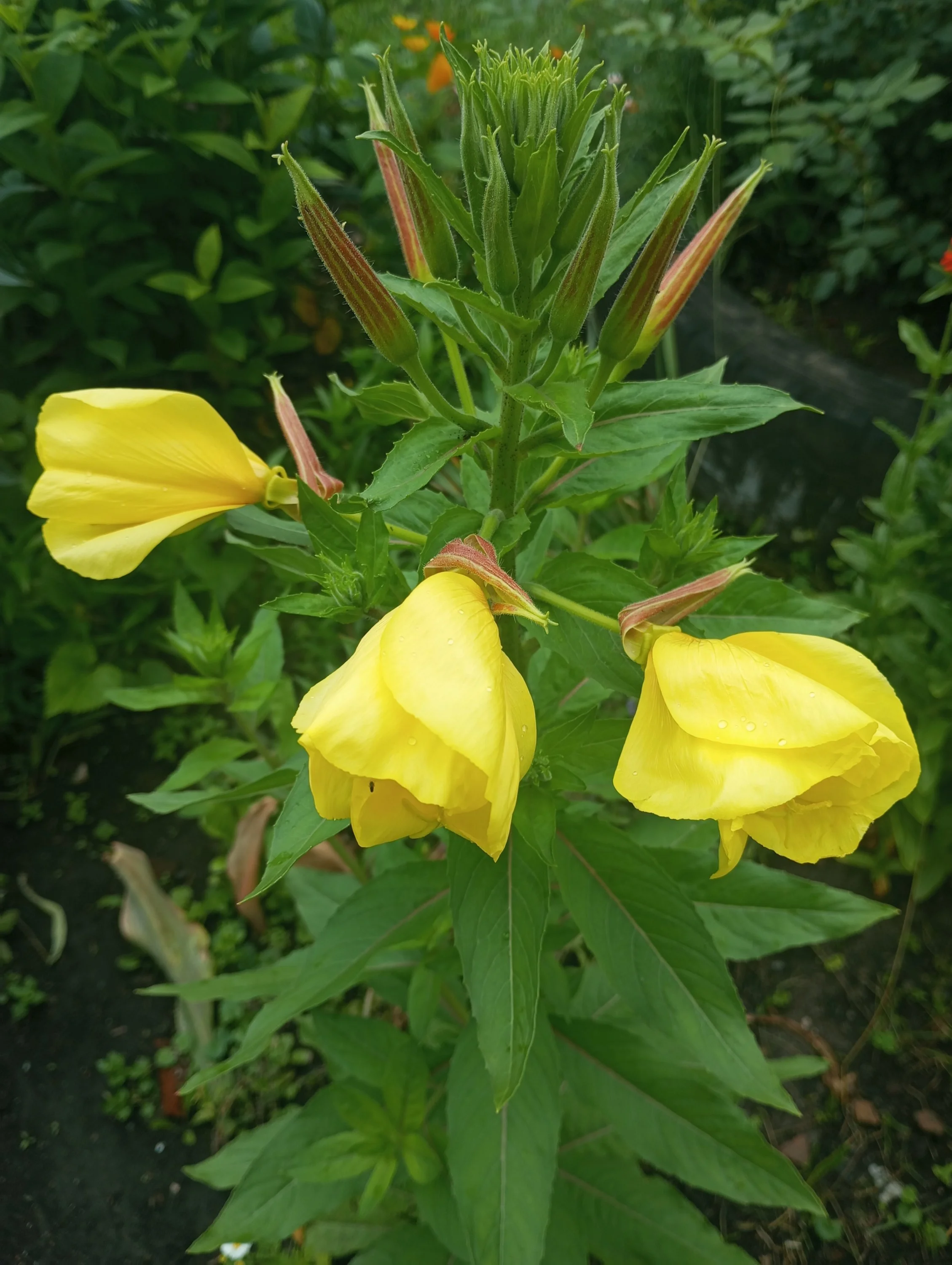 2024-06-16 12-28-09.webp