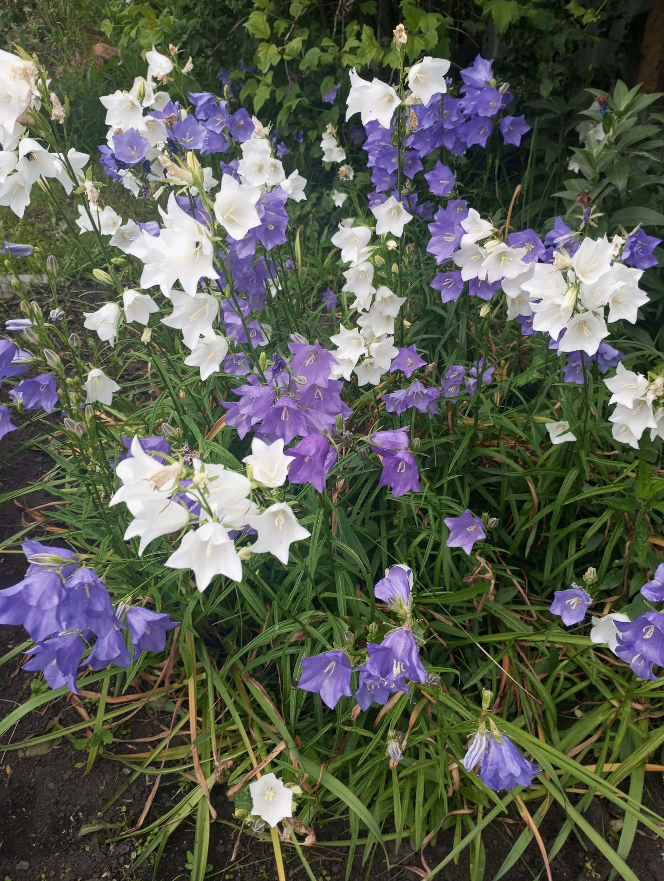 2024-06-16 12-28-46.webp