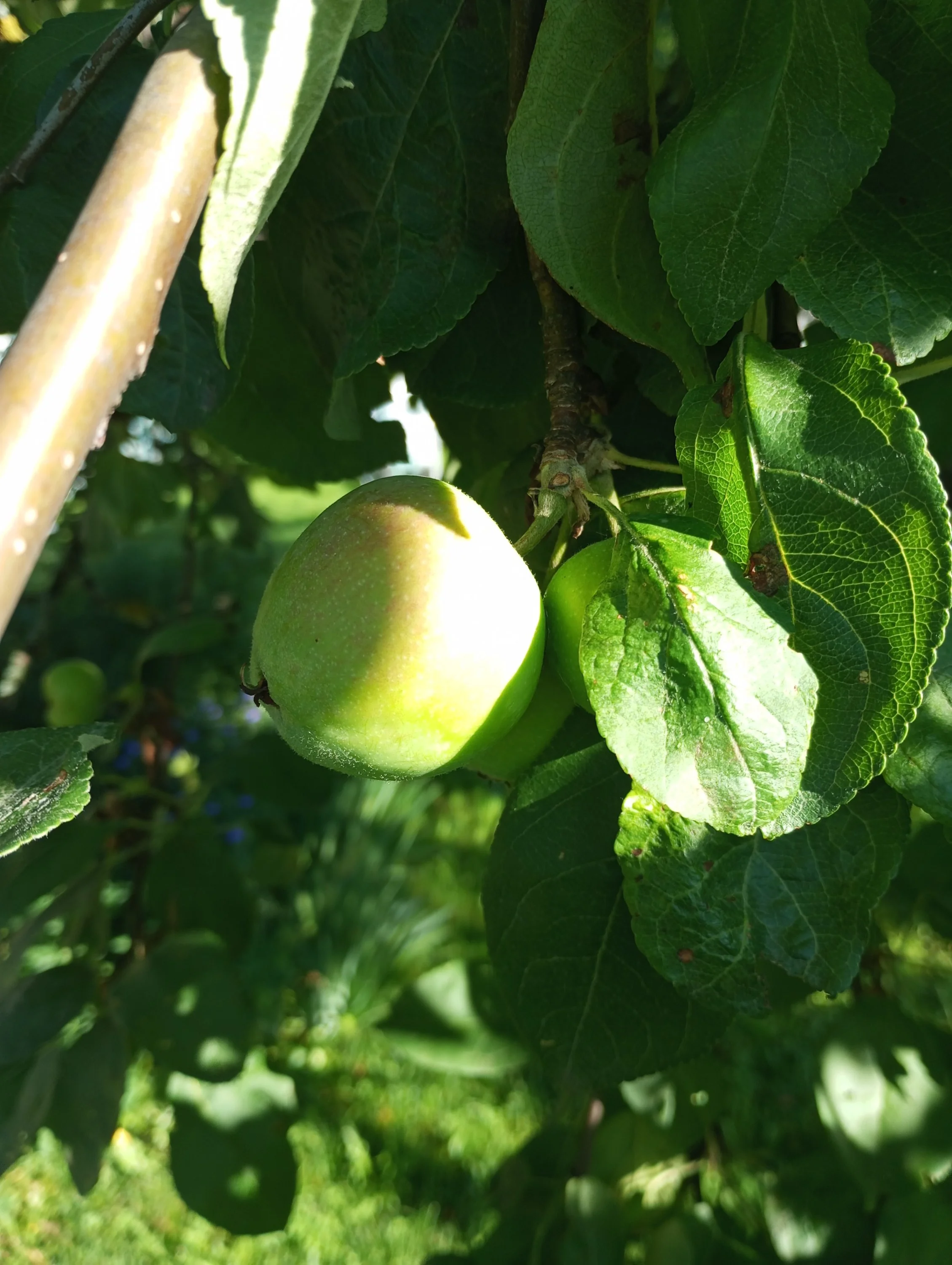 2024-06-21 07-32-39.webp