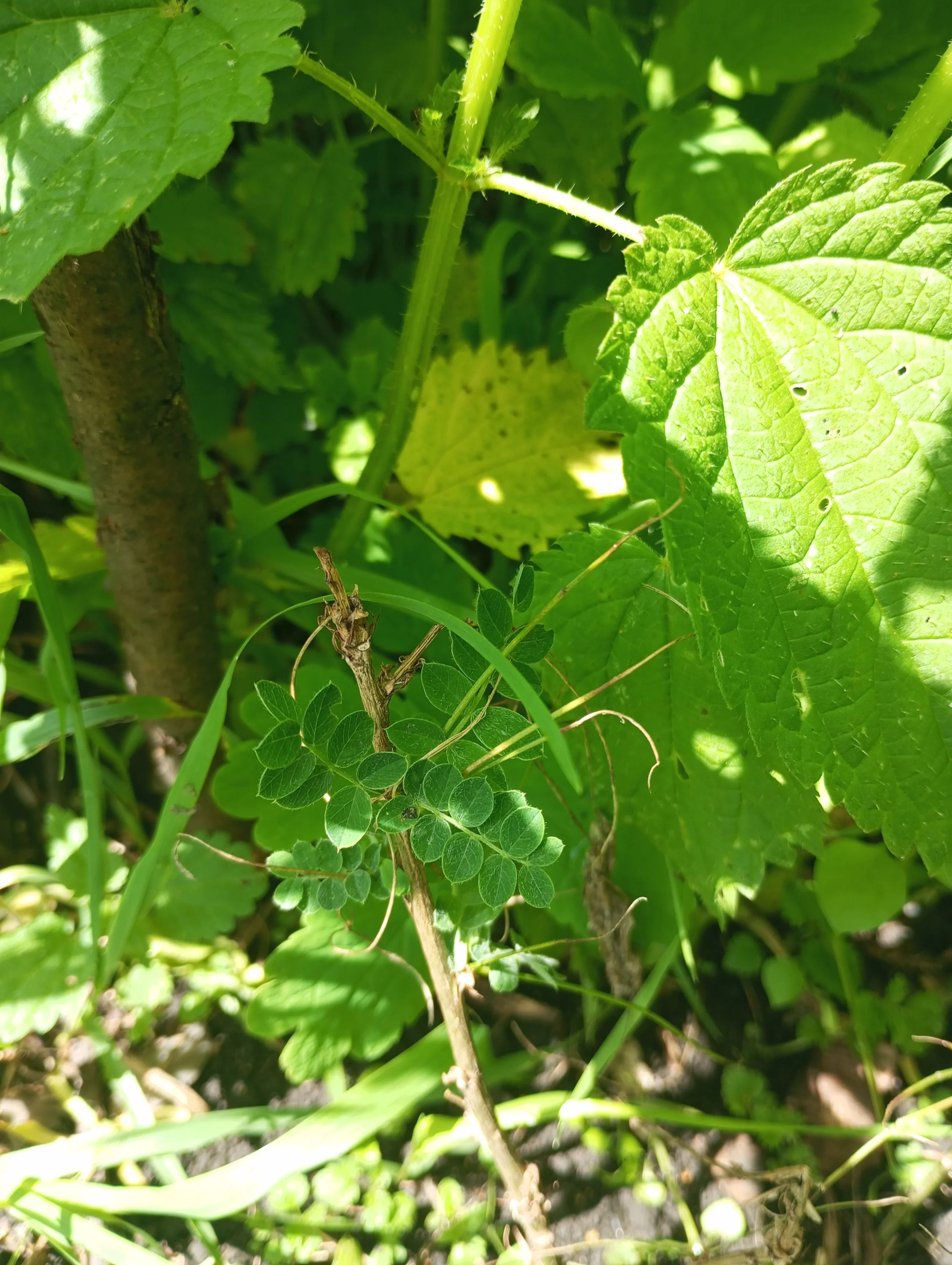 2024-06-22 11-38-57.webp