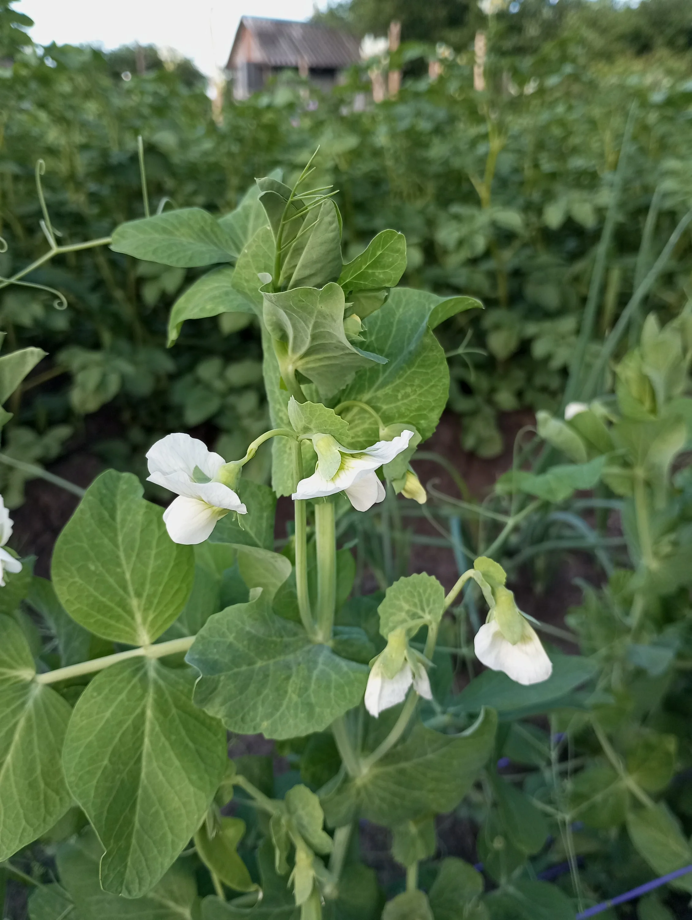 2024-06-25 18-07-10.webp