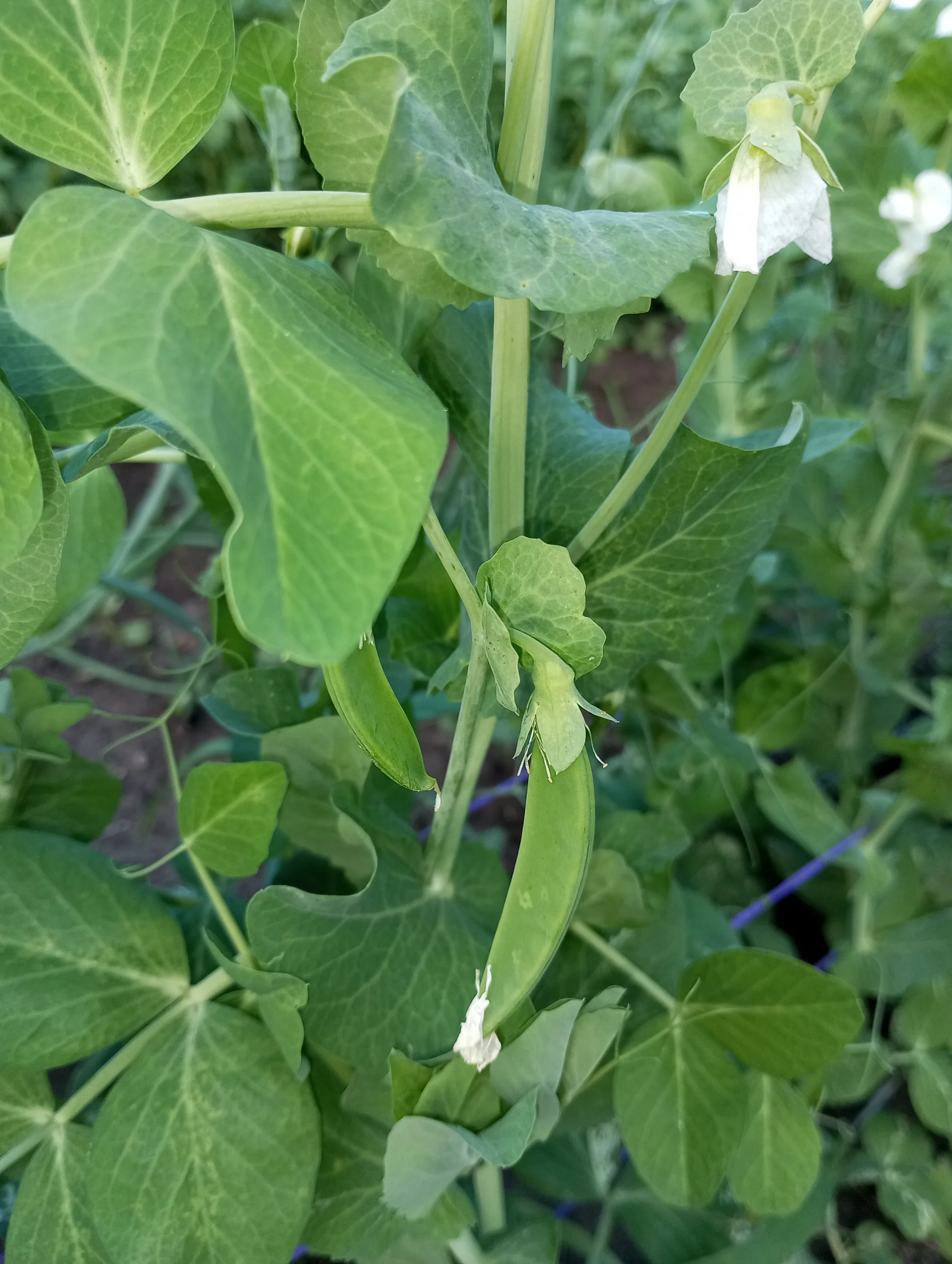 2024-06-25 18-07-15.webp