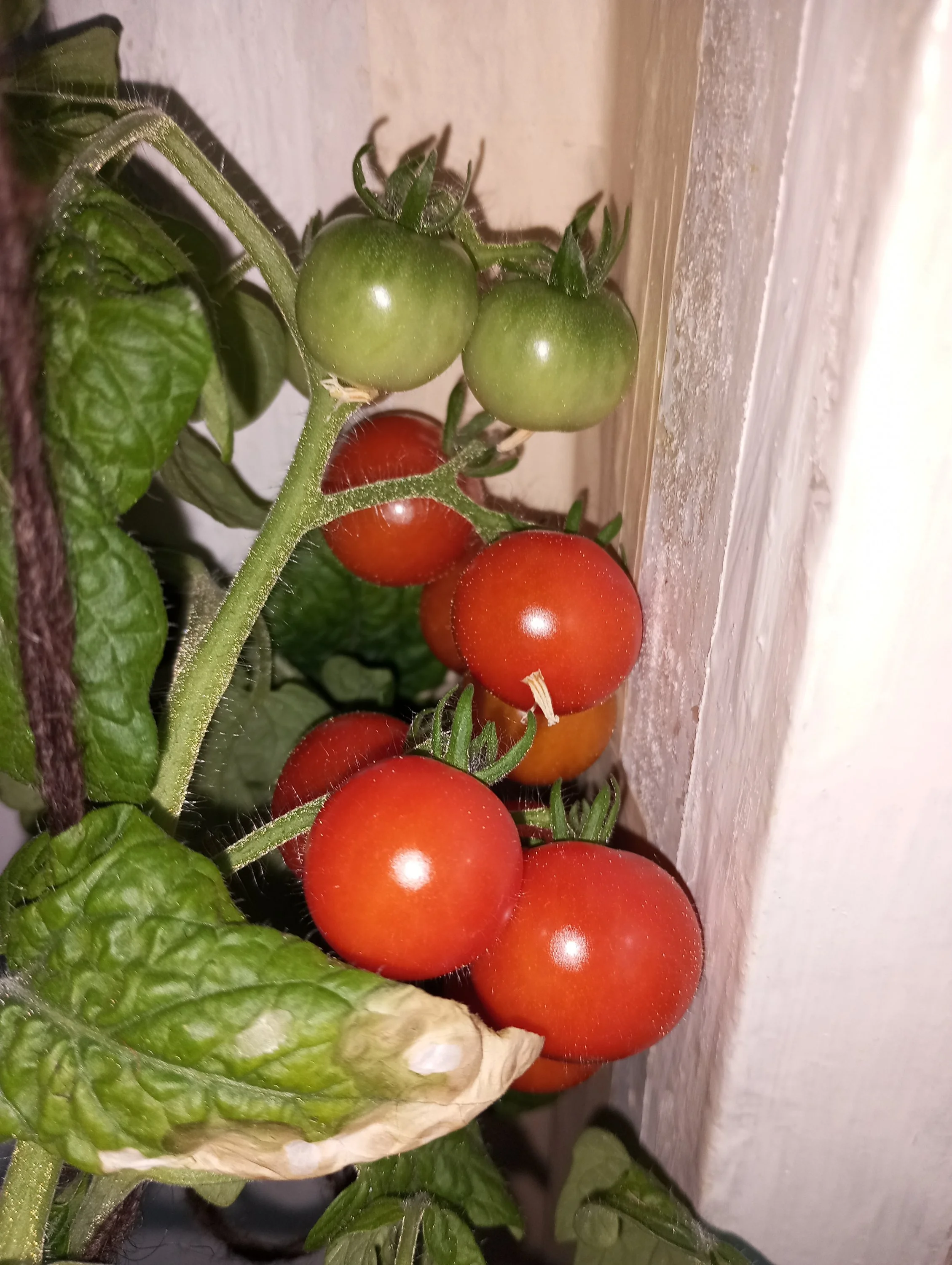 2024-06-25 20-06-07.webp