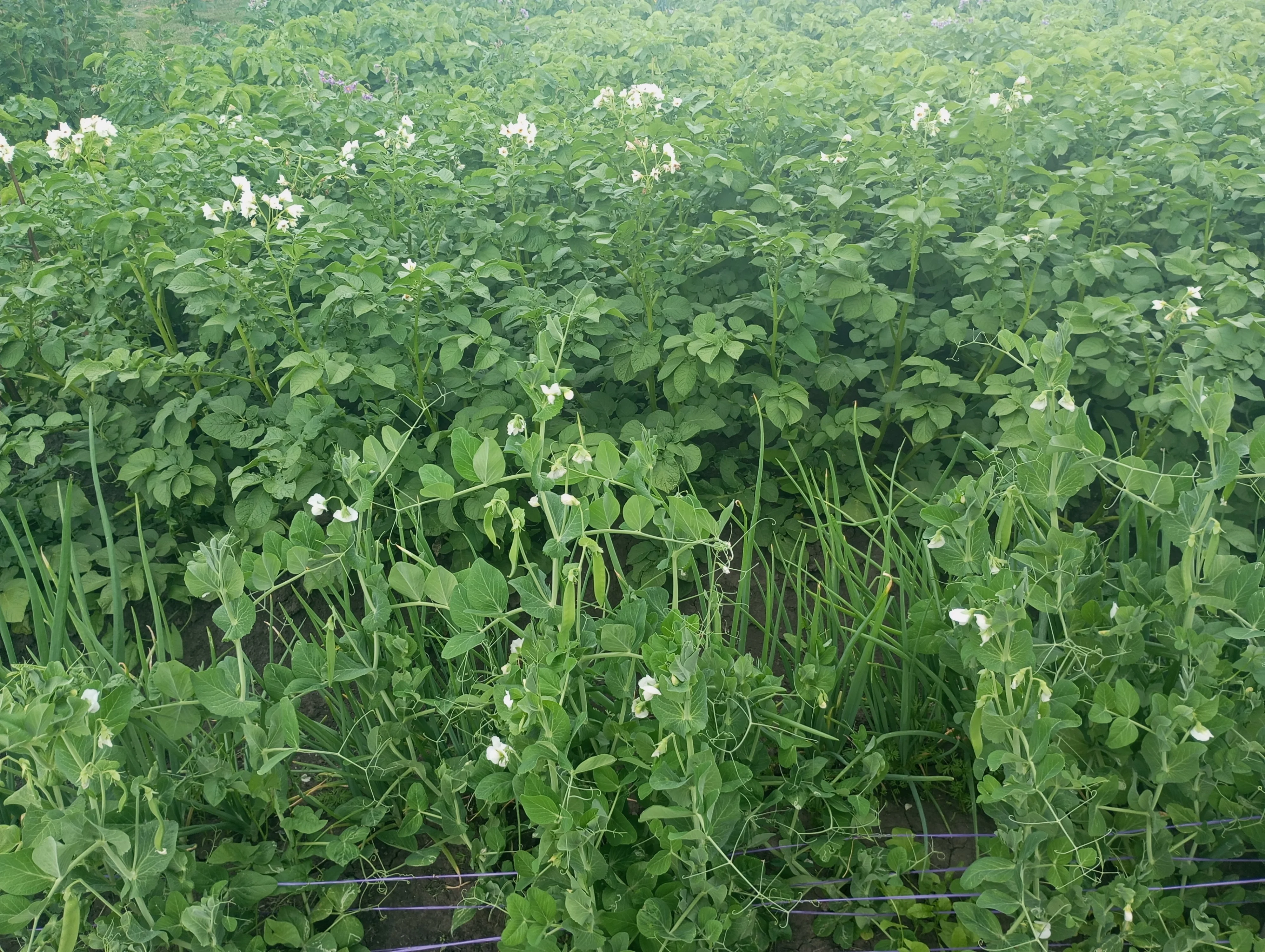 2024-06-30 17-13-08.webp