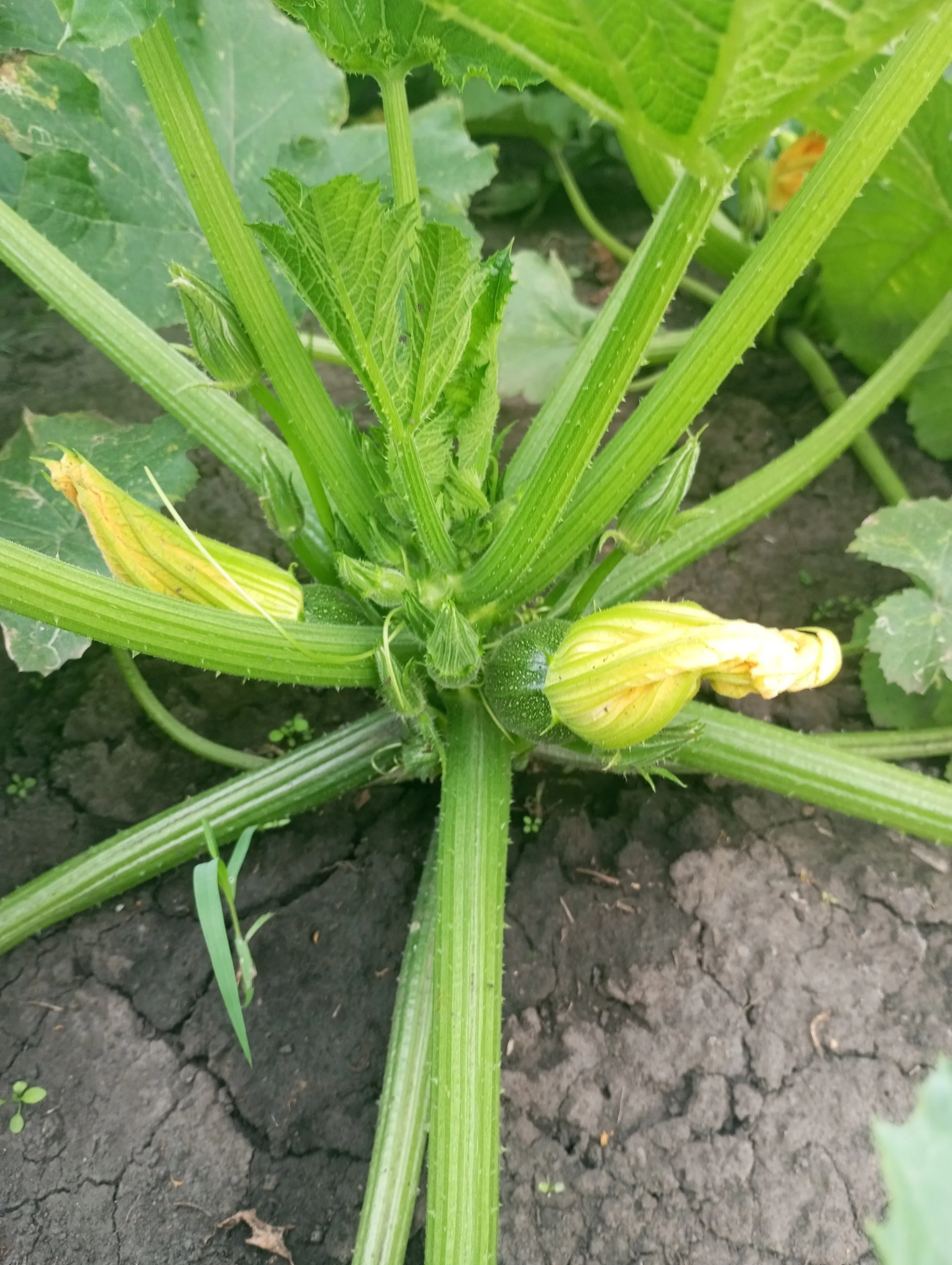 2024-06-30 17-14-05.webp