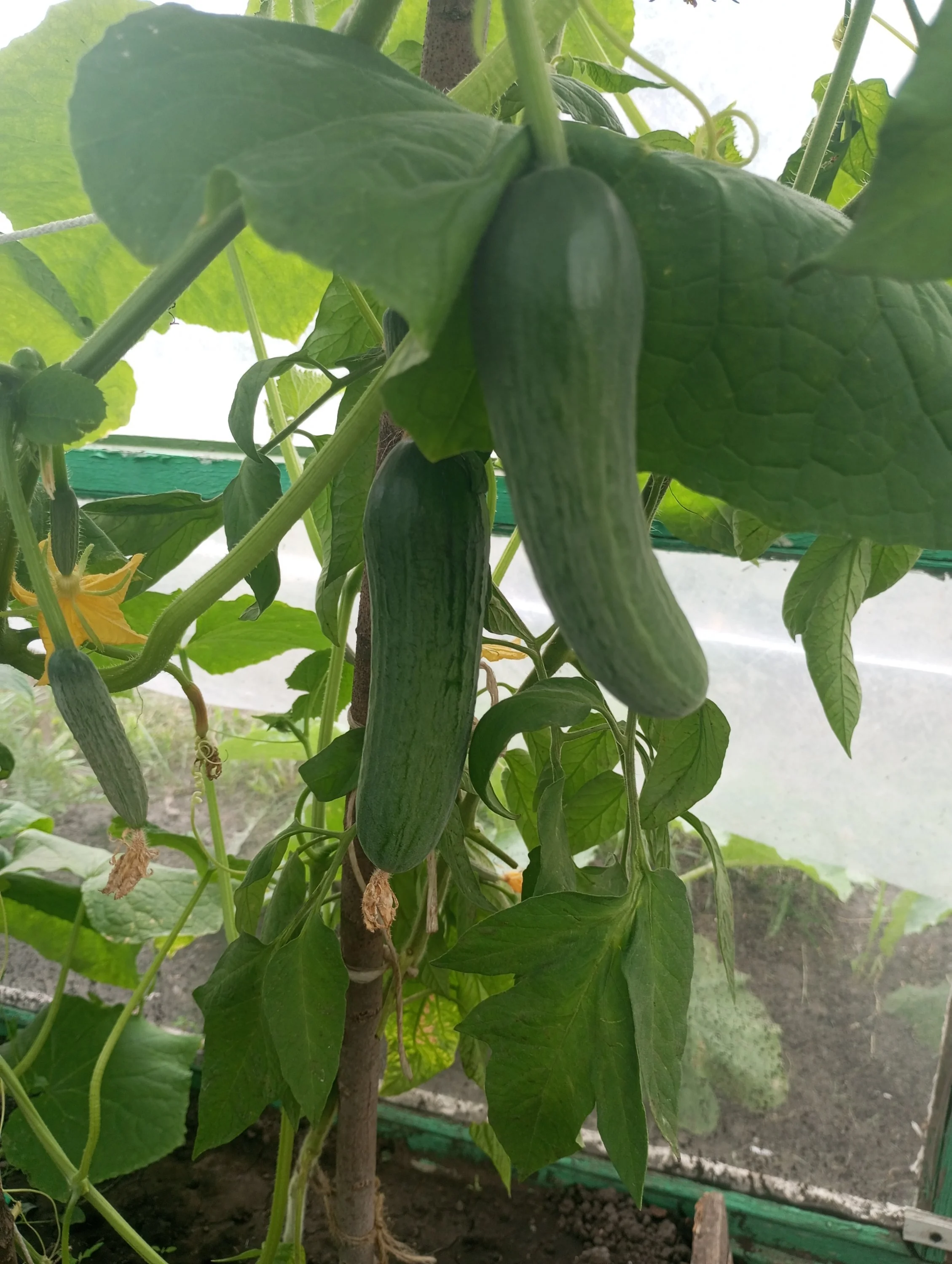 2024-06-30 17-15-18.webp