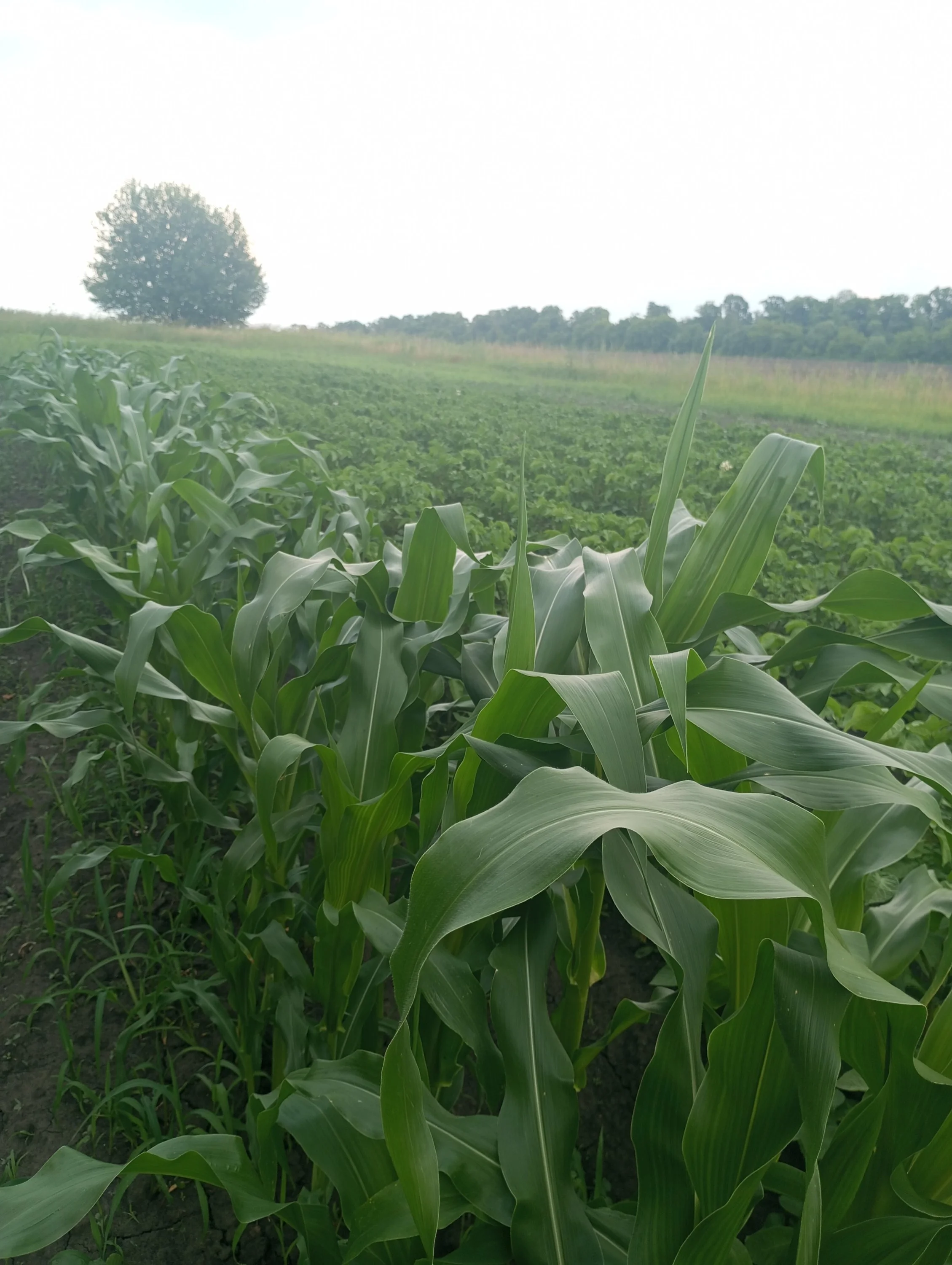 2024-06-30 17-16-51.webp