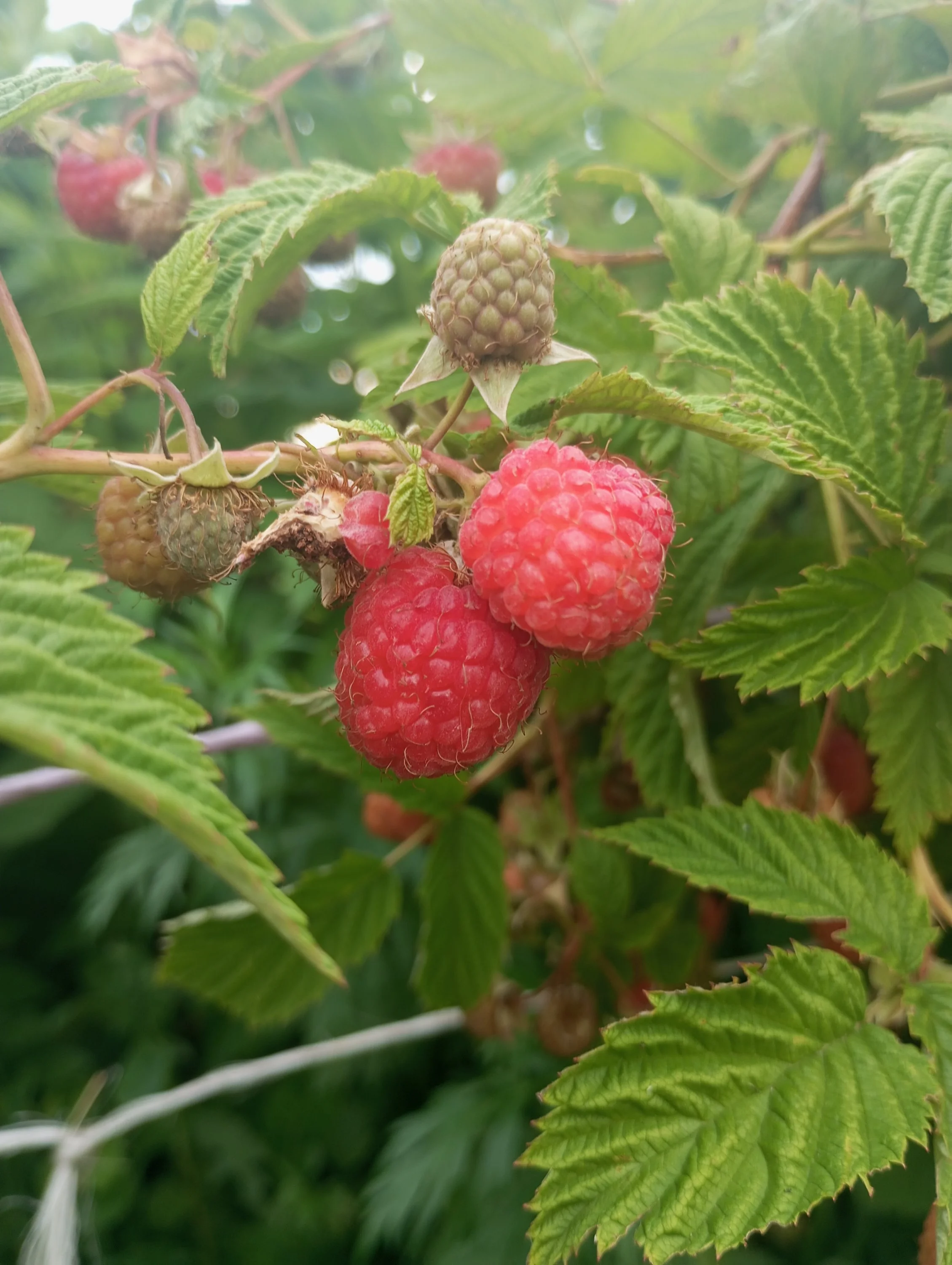 2024-06-30 17-17-24.webp