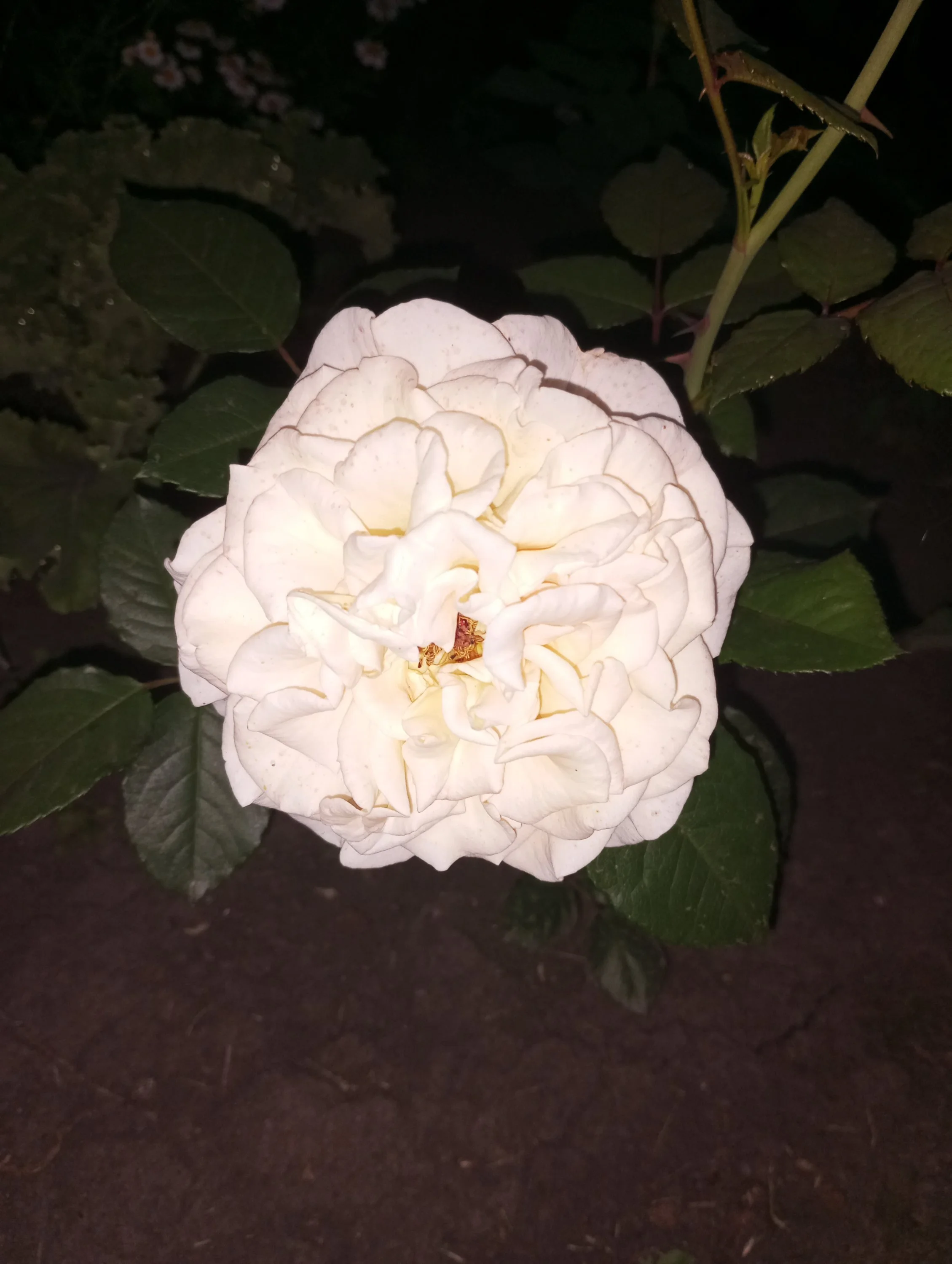 2024-07-01 21-29-24.webp