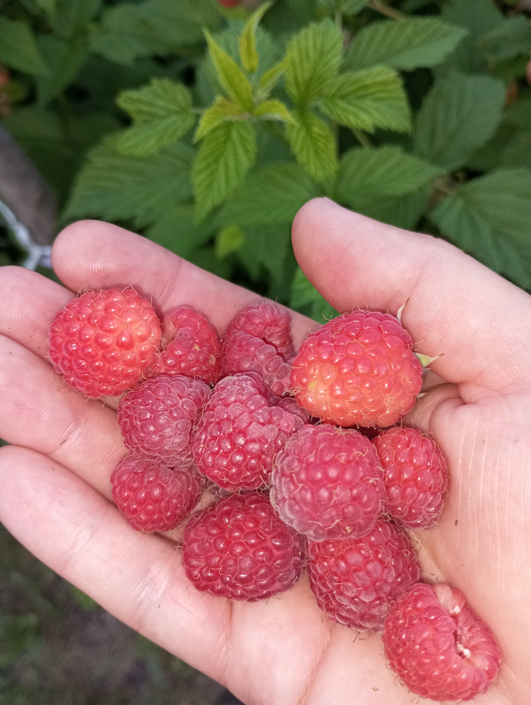 2024-07-03 19-30-45.JPG