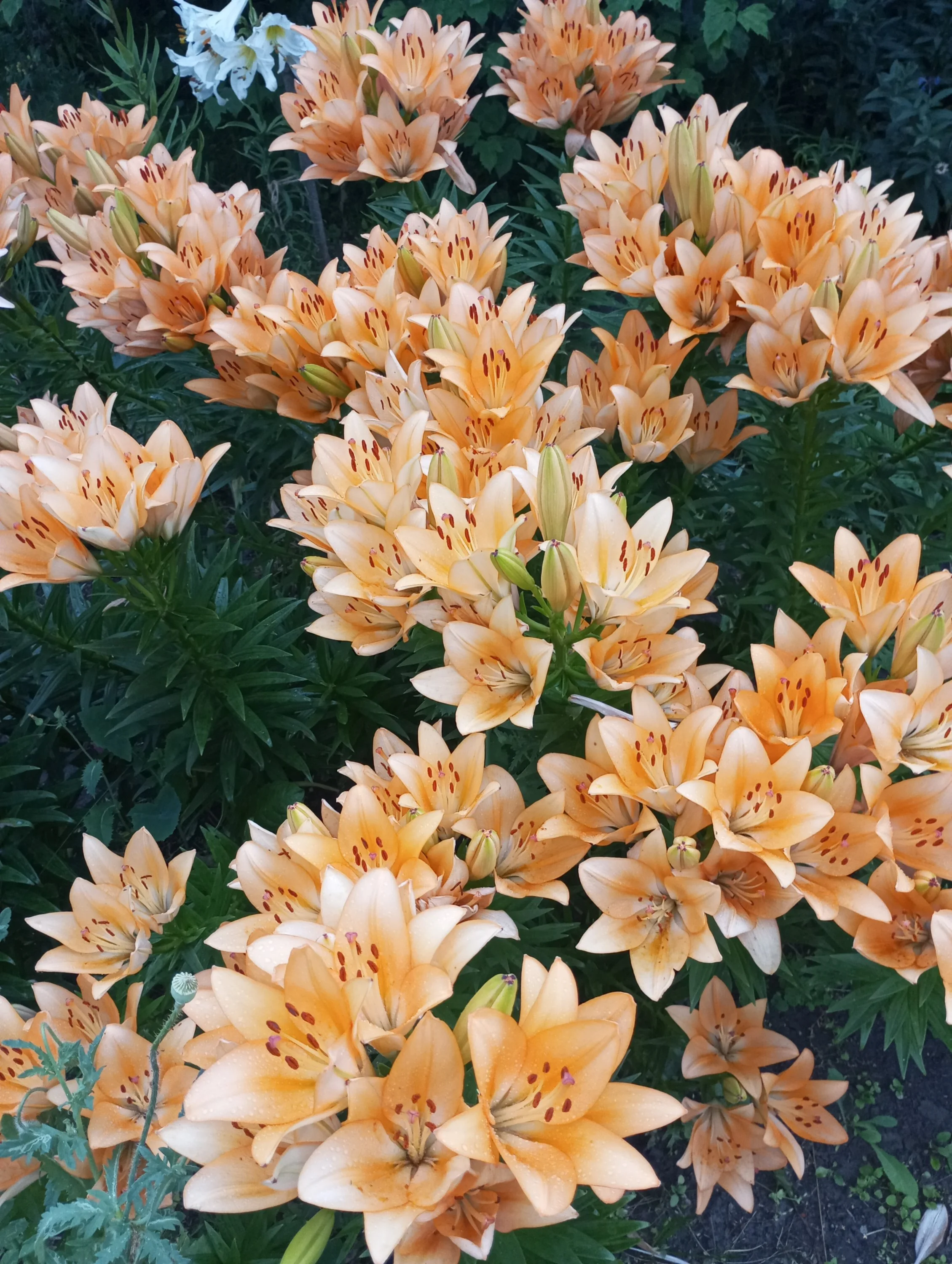 2024-07-05 19-40-35.JPG