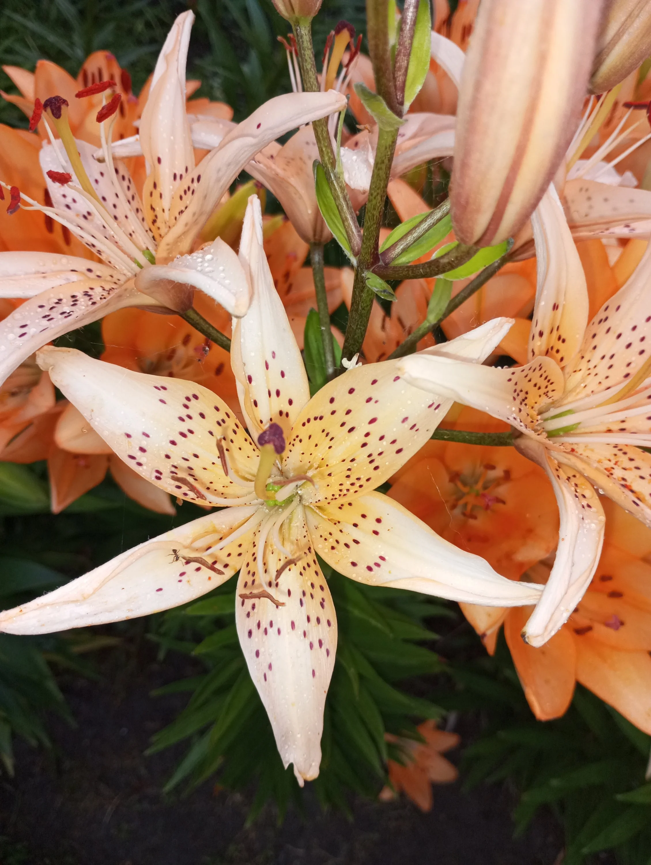 2024-07-05 19-40-51.webp