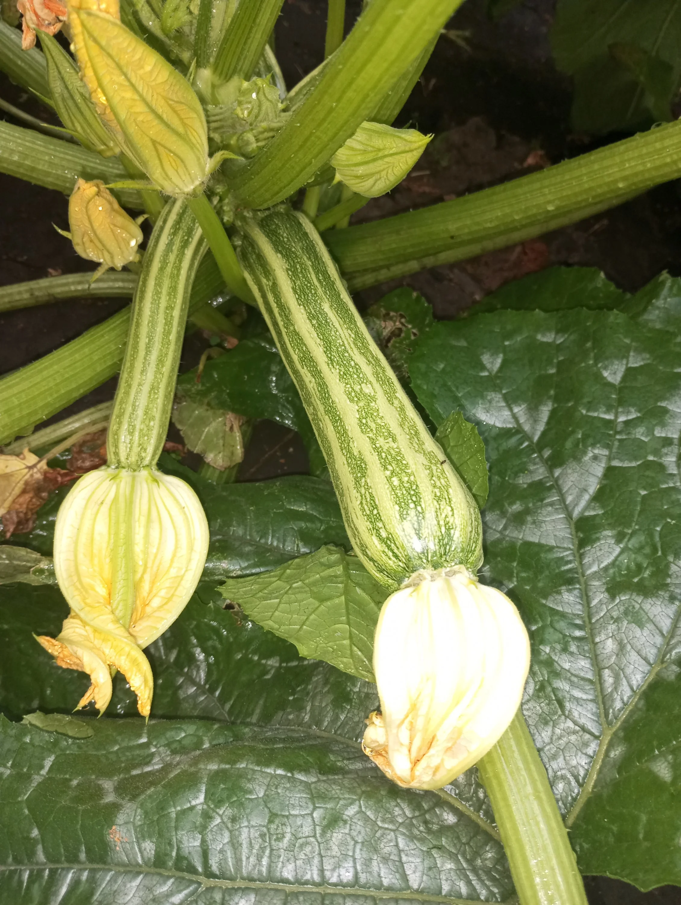 2024-07-05 19-48-22.webp