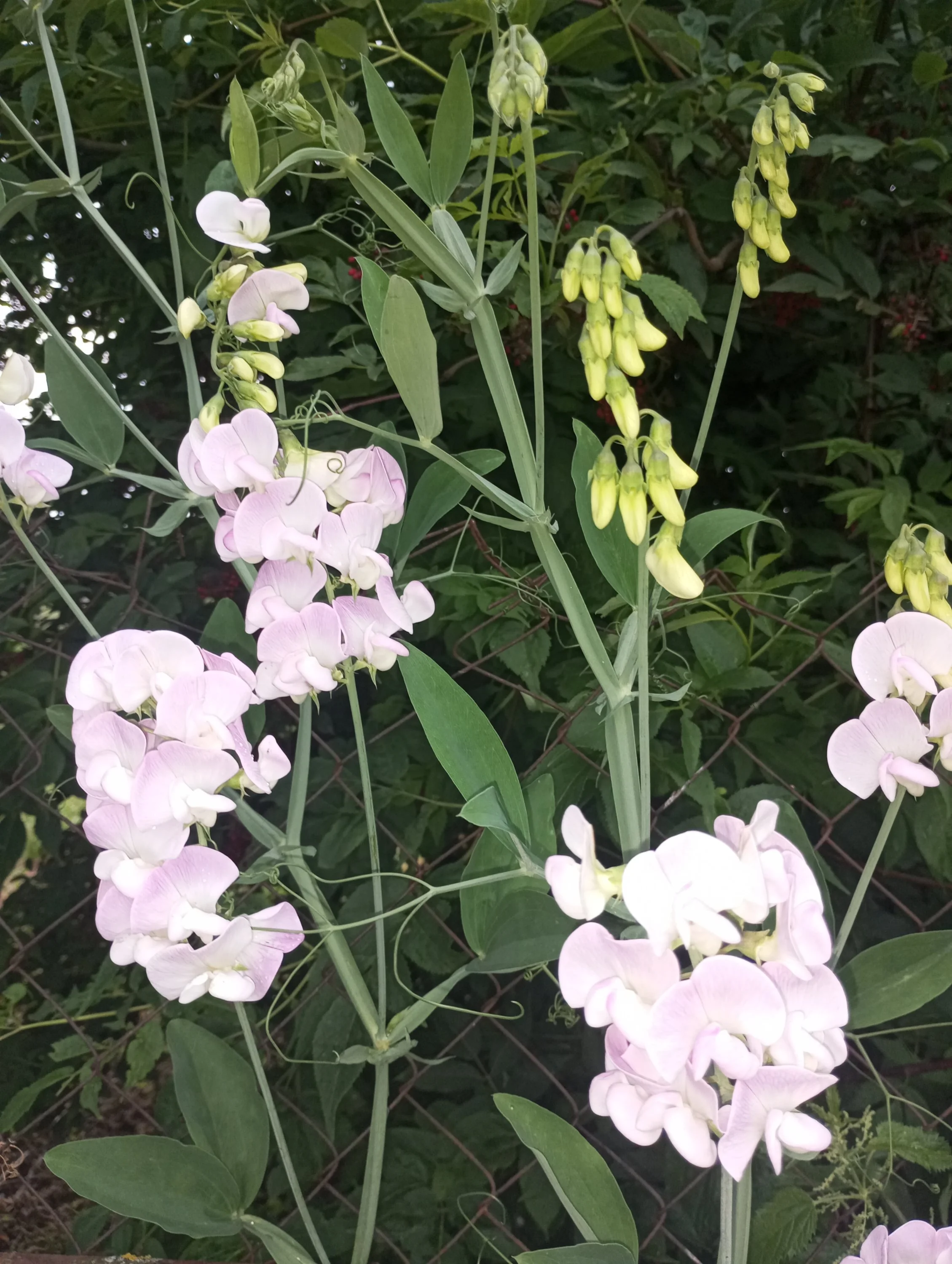 2024-07-05 19-48-58.webp